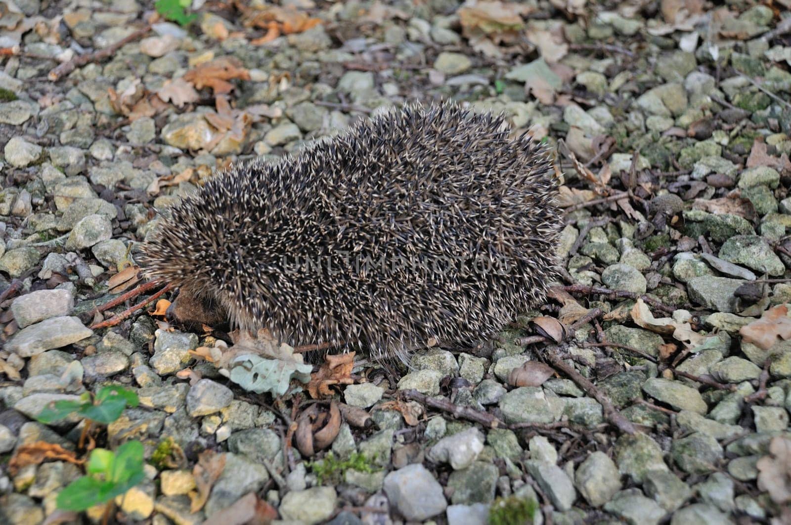 Hedgehog in the driveway of a garden
