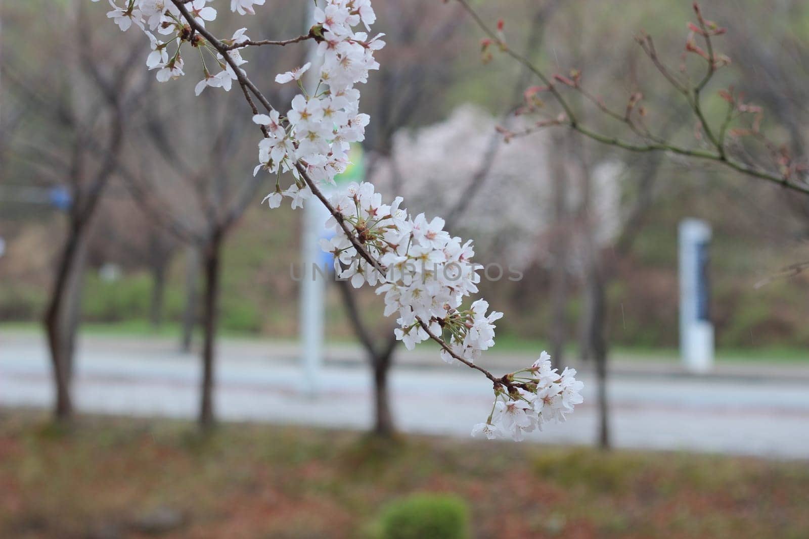 Blossoming white cherry flowers in spring time with green leaves