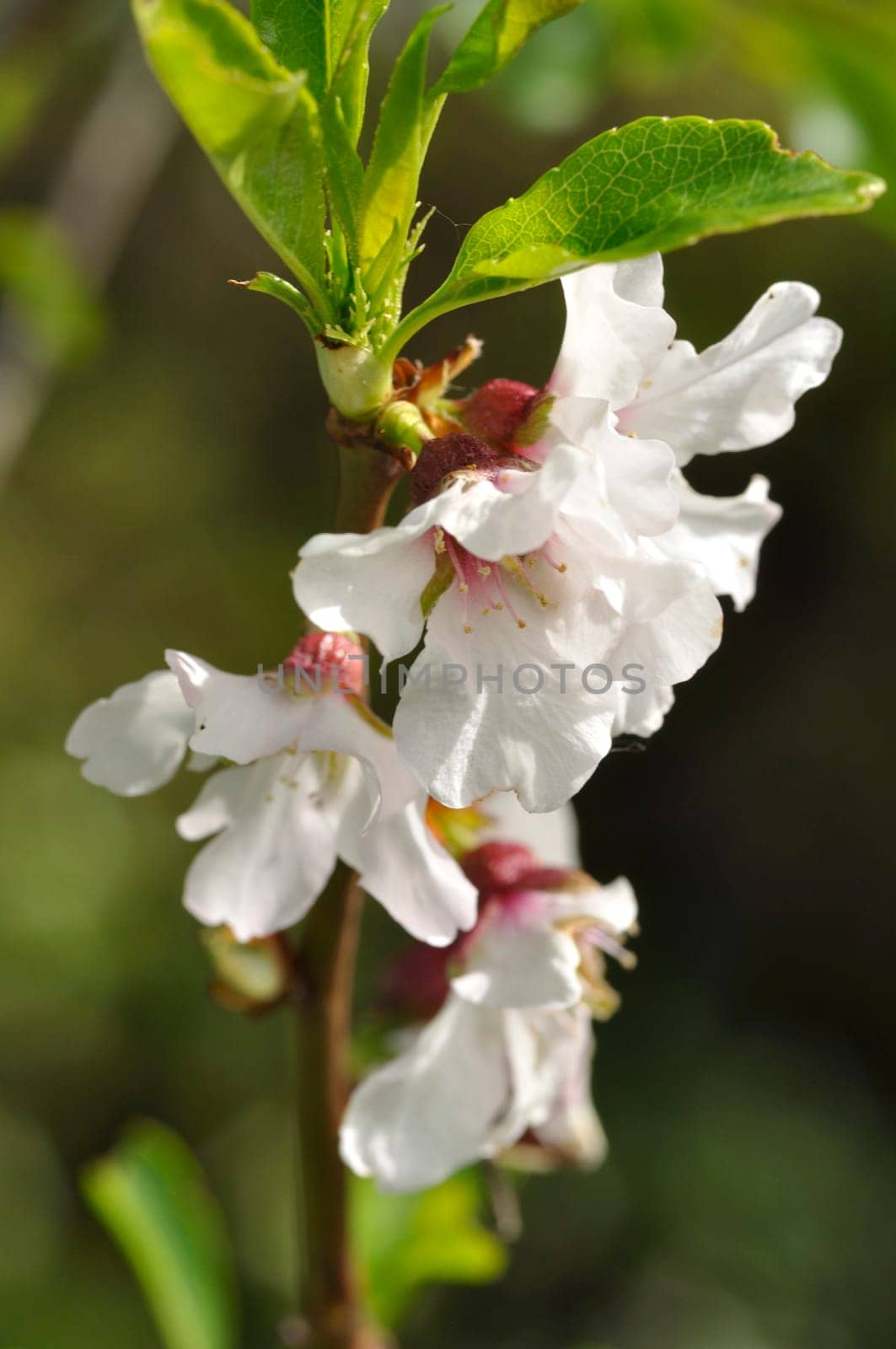 plum tree blossoms in a garden