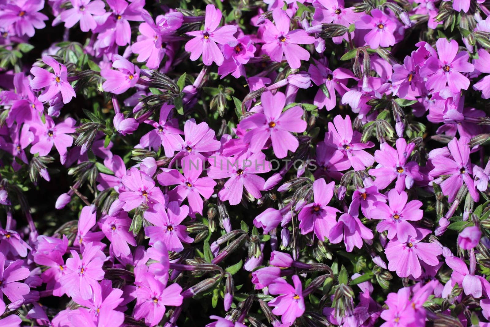 Lovely Purple Verbeba Flowers in a small garden. Verbena purple petals and green leaves.