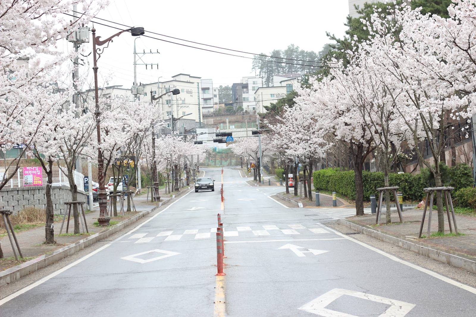 White cherry blossom in garden. Trees with white cherry flowers with lovely scenic view