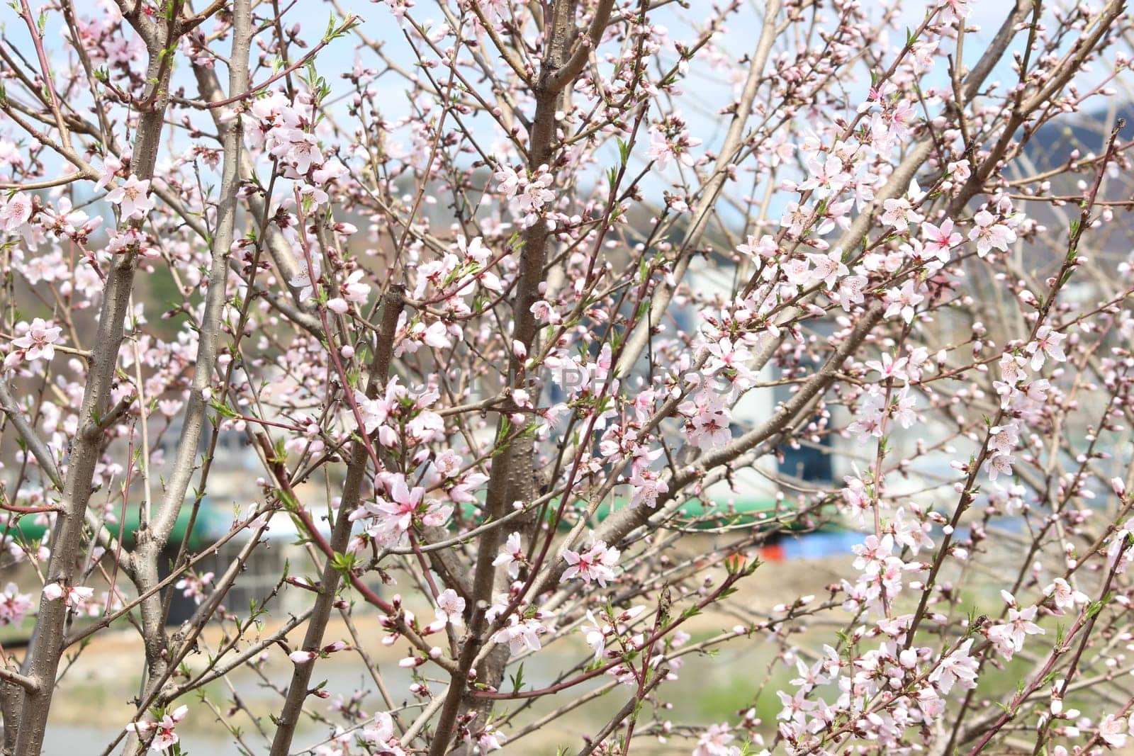 White petals of Nanking cherry (Prunus tomentosa) with green leaves. Mountain cherry flowers in spring season