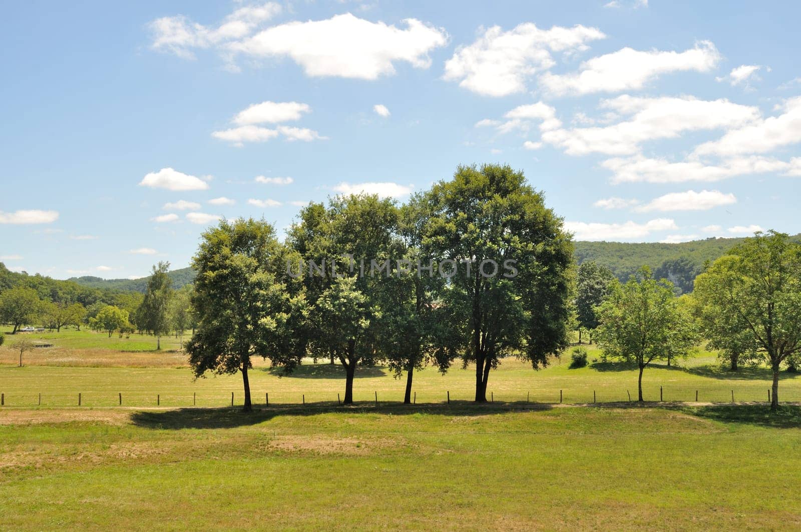 Trees in fields
