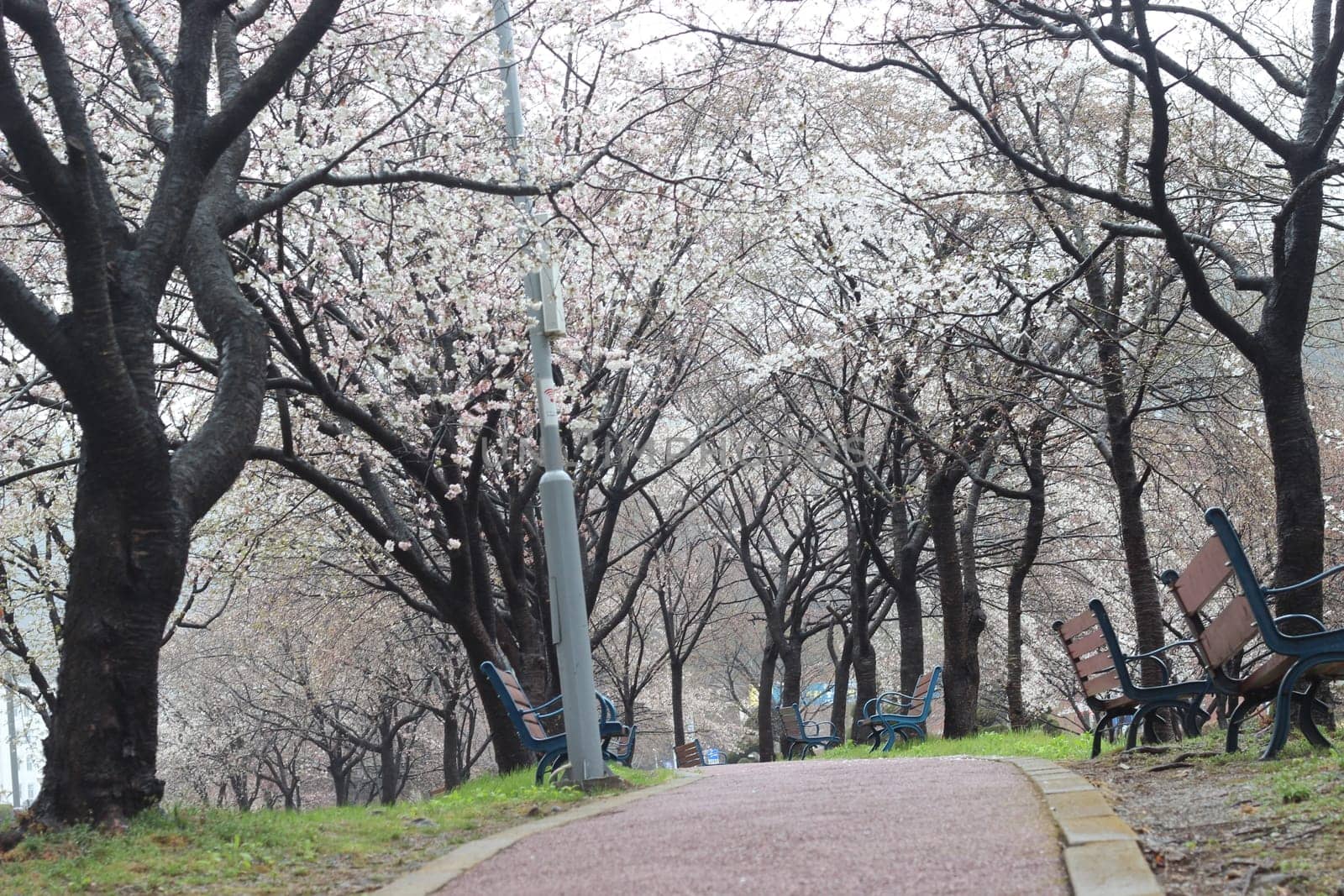 White cherry blossom in garden. Trees with white cherry flowers with lovely scenic view
