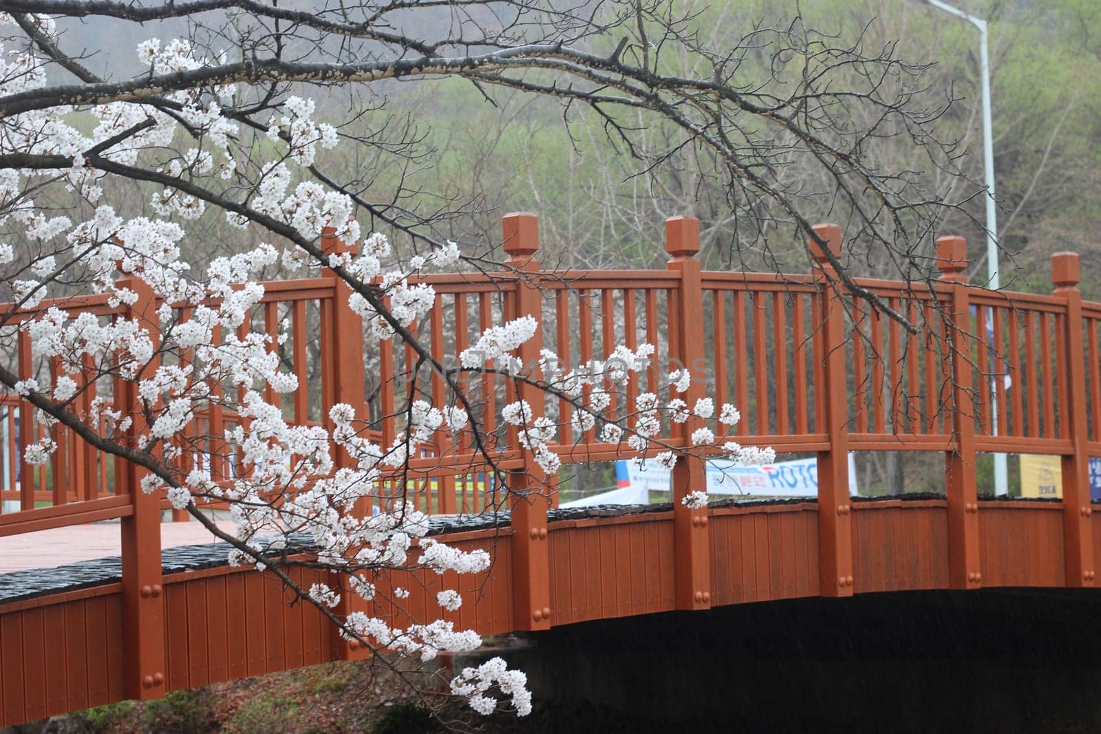 White cherry blossom in garden. Trees with white cherry flowers with lovely scenic view