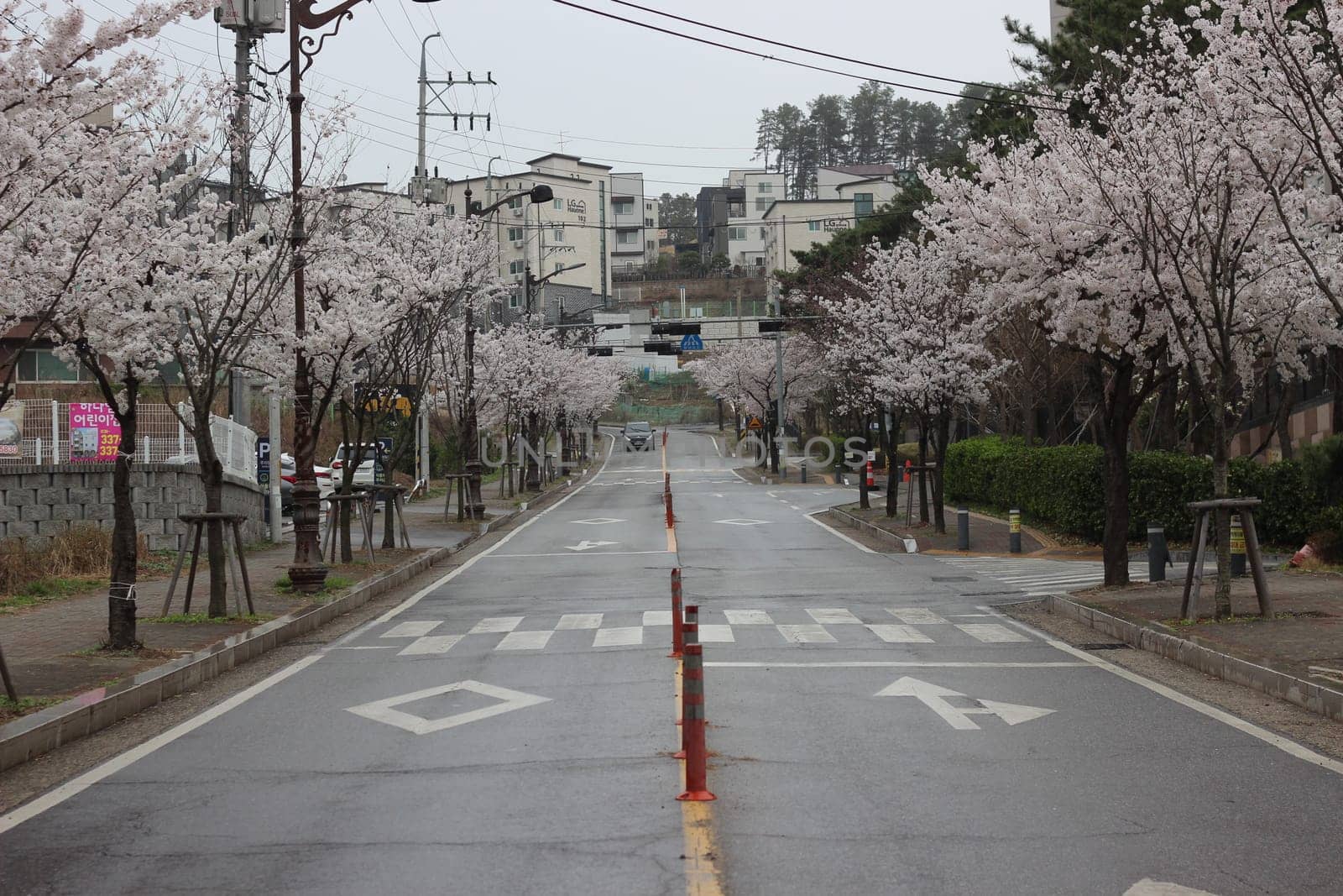 White cherry blossom in garden. Trees with white cherry flowers with lovely scenic view