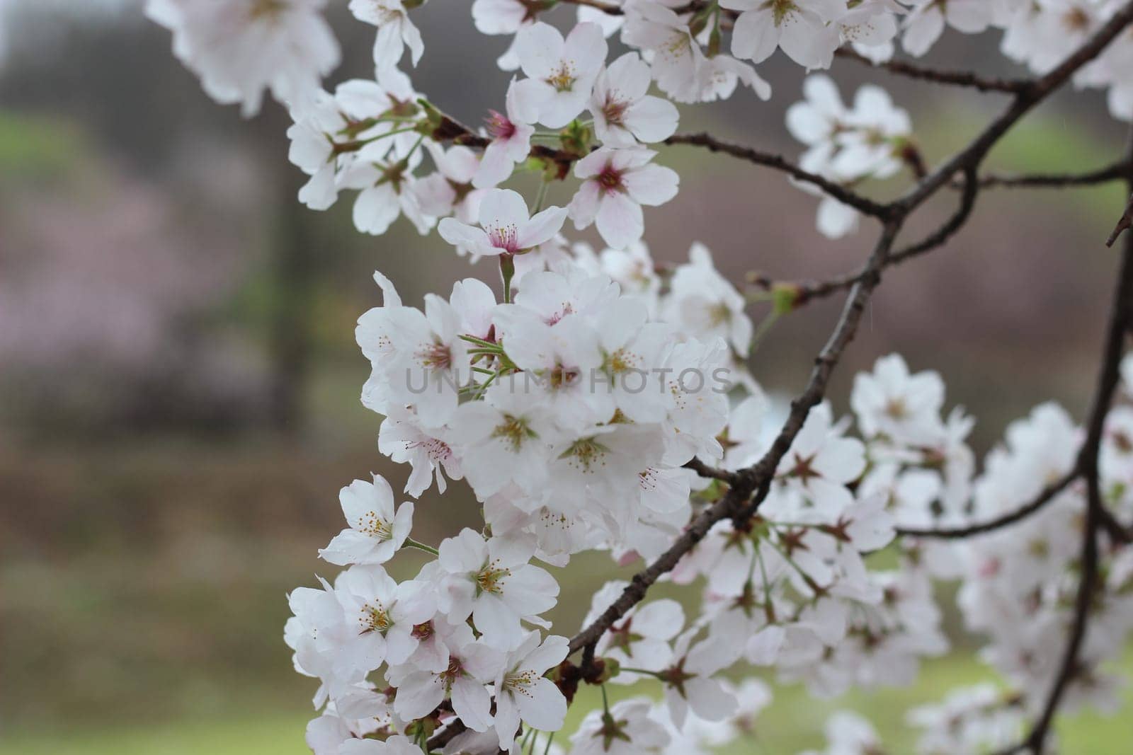 Blossoming white cherry flowers in spring time with green leaves
