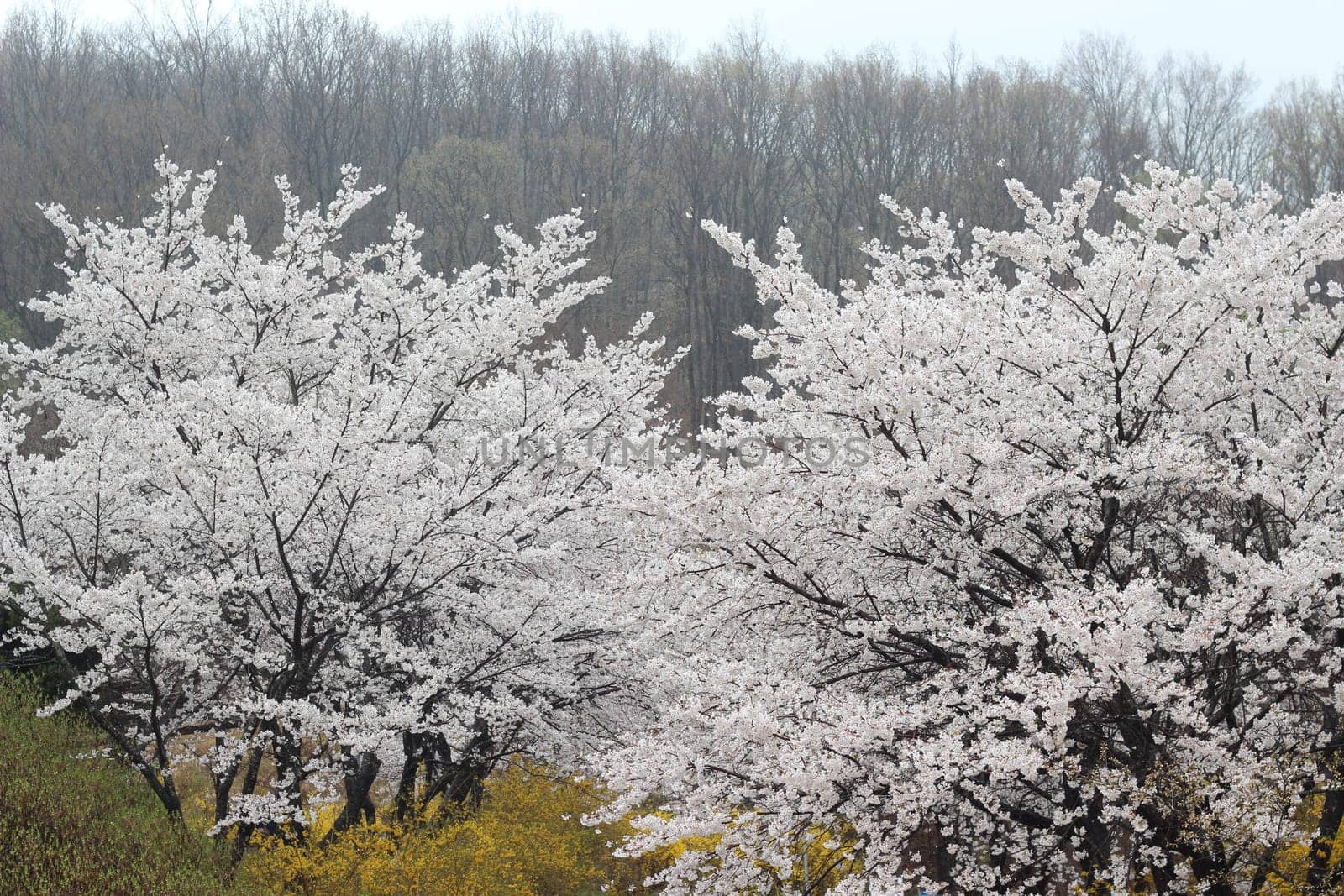 White cherry blossom in garden. Trees with white cherry flowers with lovely scenic view