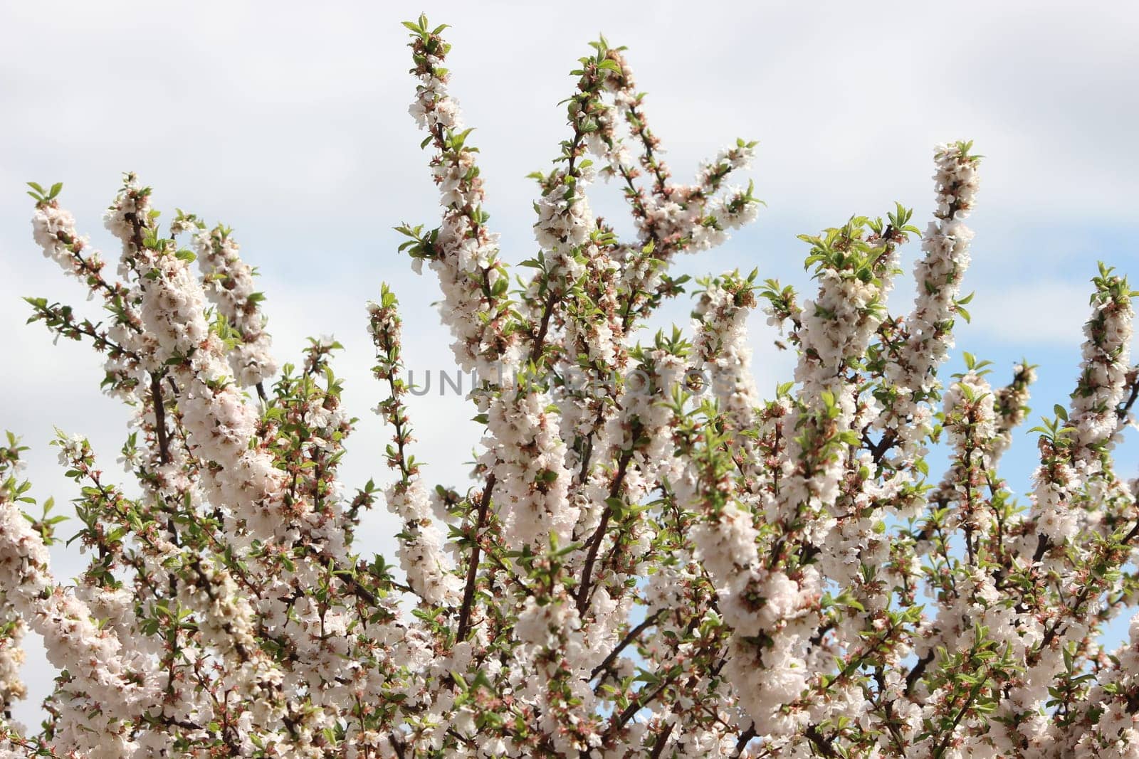 White petals of Nanking cherry (Prunus tomentosa) with green leaves. Mountain cherry flowers in spring season
