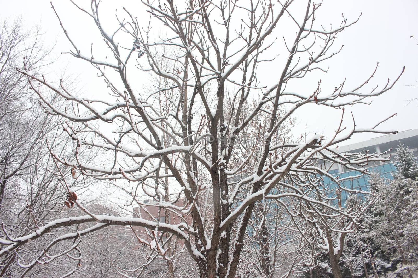 snow on ground and tree branches in winter snowfall season in month of December and January