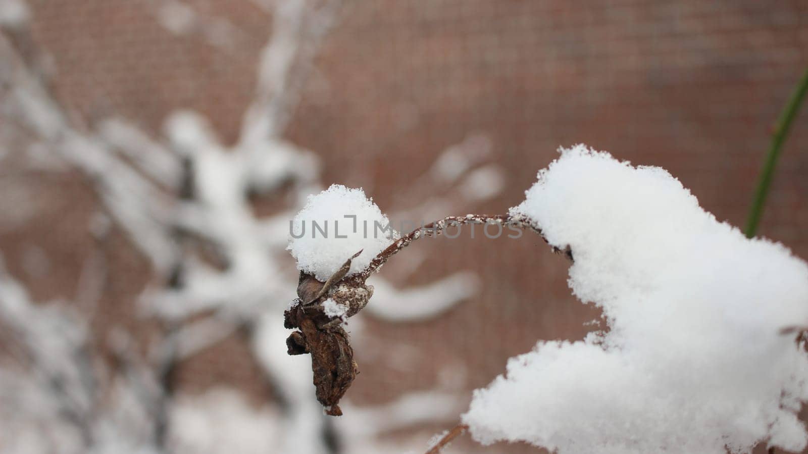 Snow on leaves of plant during snowfall winter season. closeup view of snowflakes on plant in park
