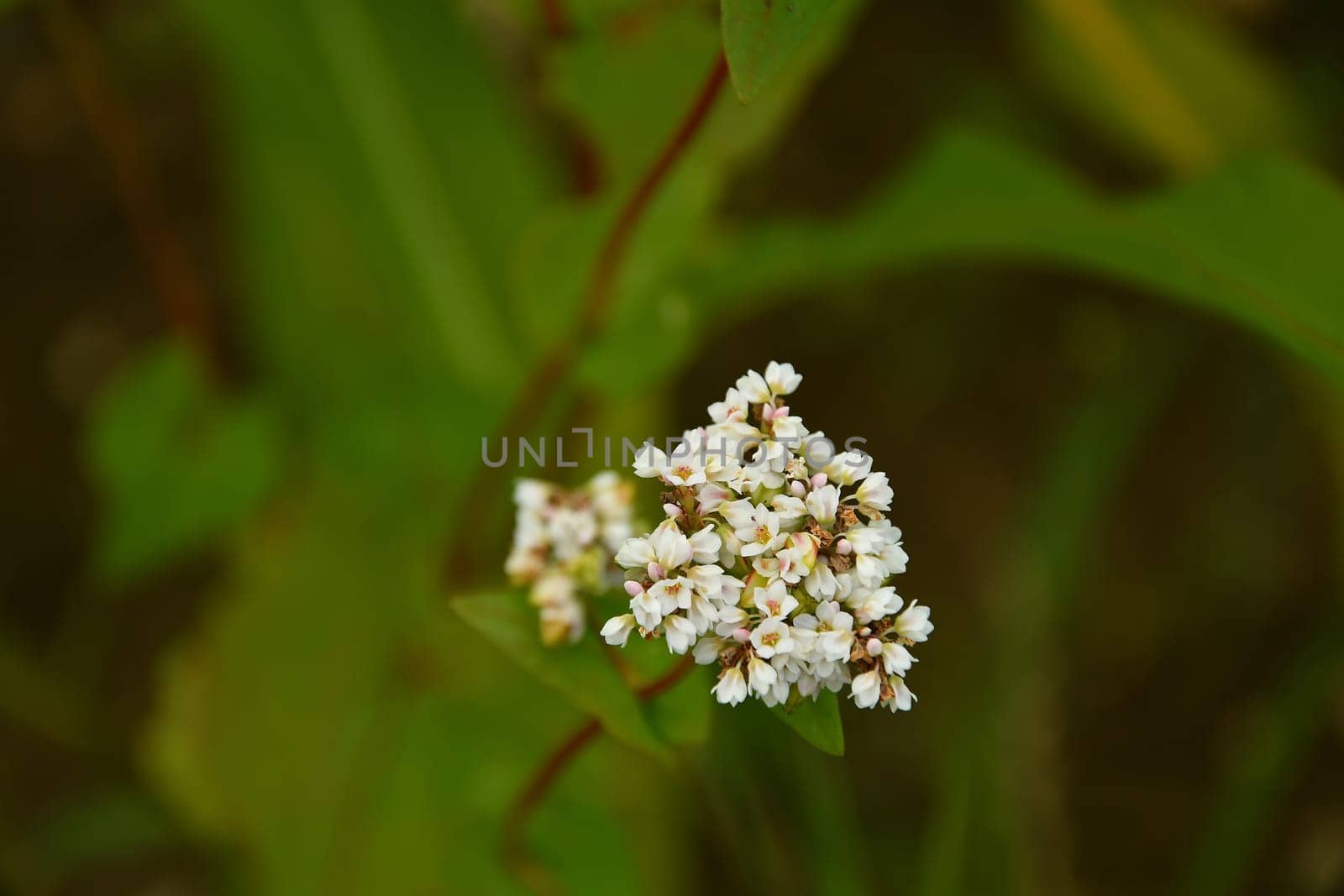 buckwheat, closeup of the flower