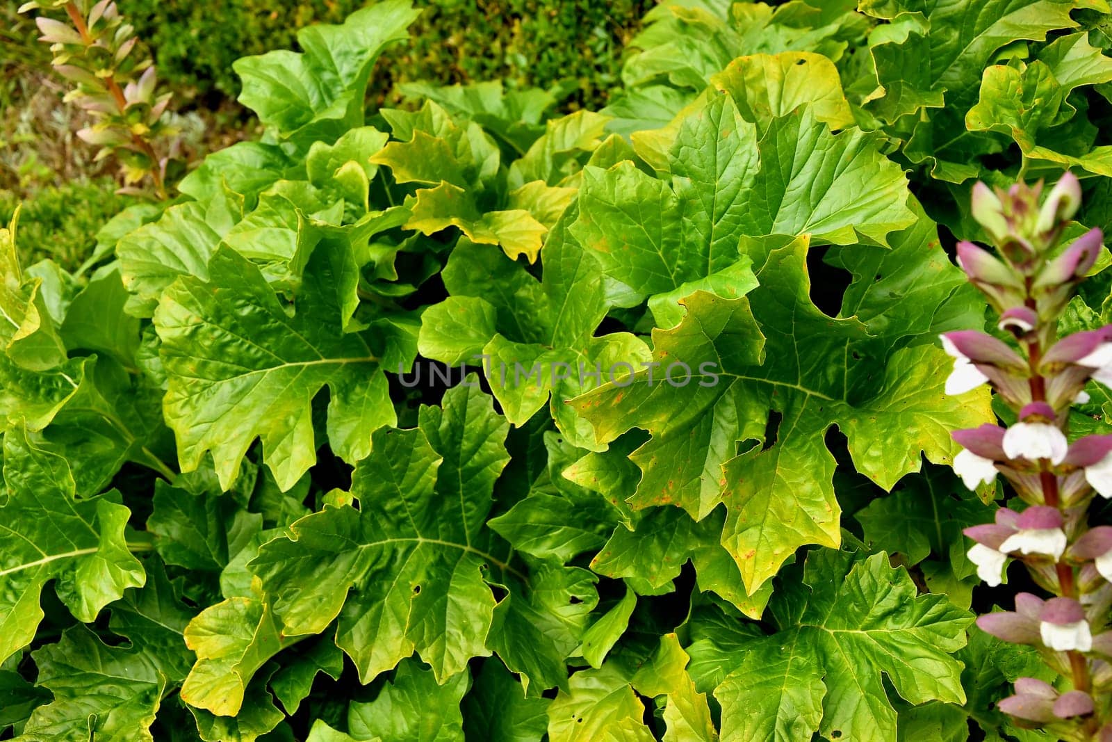 Acanthus, medicinal plant with green leaves