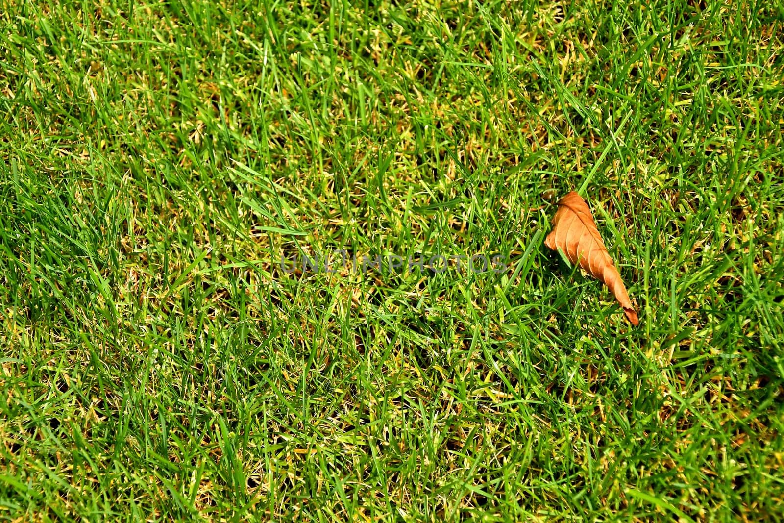 autumnal colored leaf on green grass