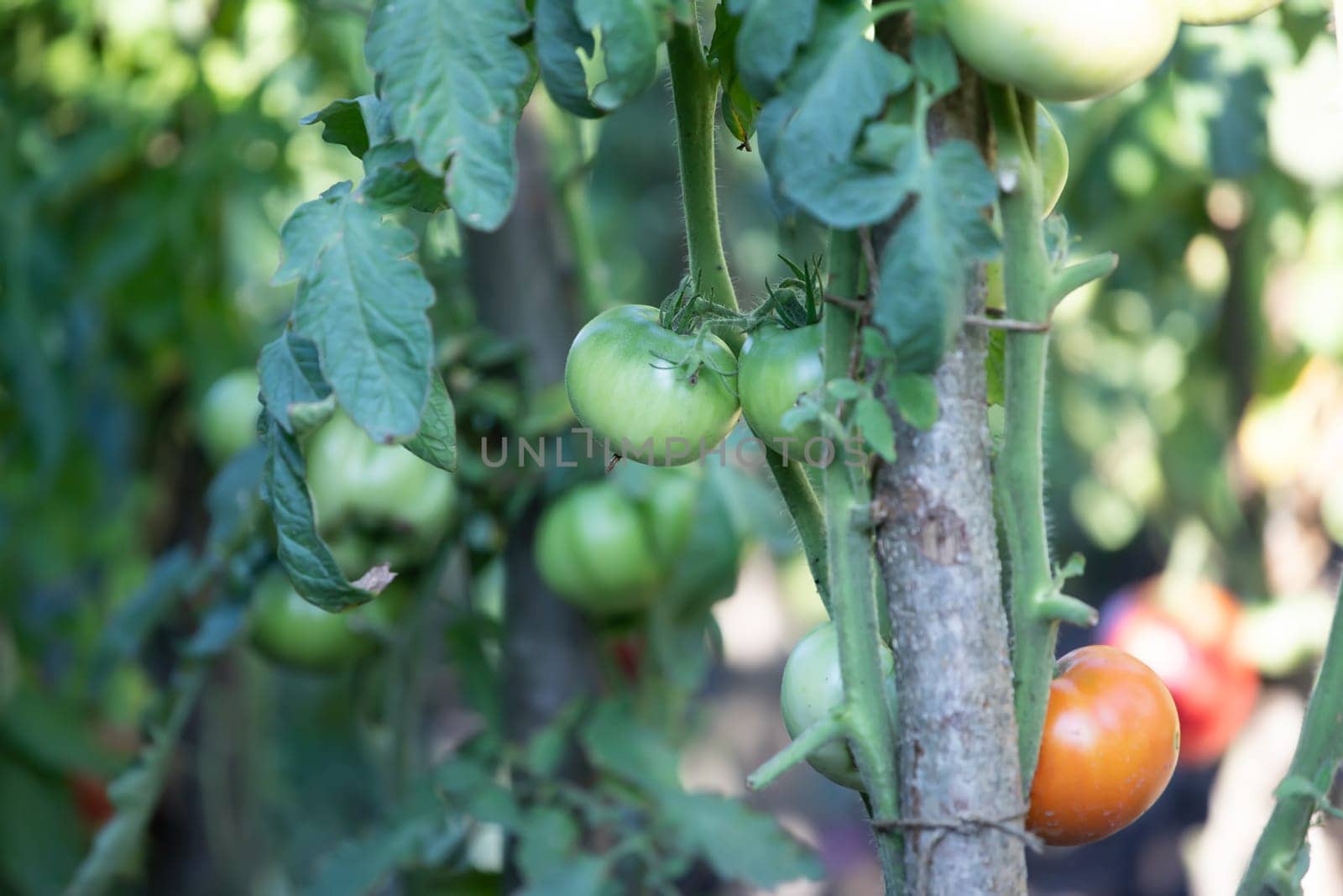 Ripe and unripe tomatoes grow in the garden.