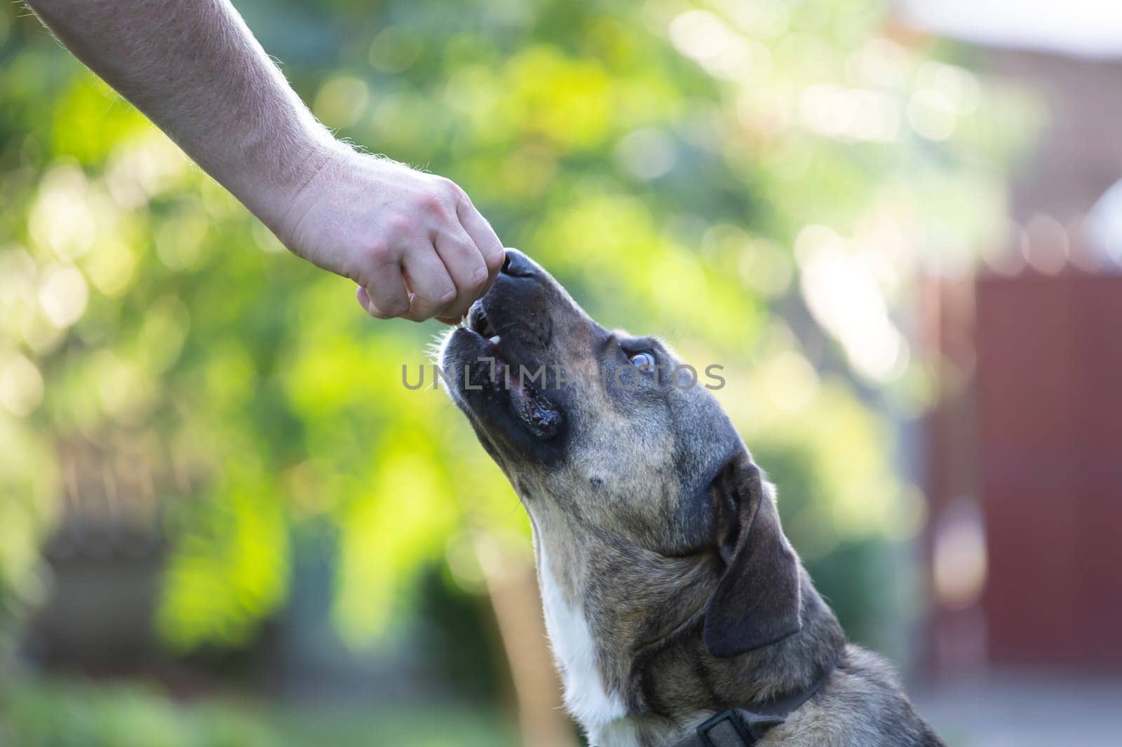 Hand of owner is feeding beautiful dog
