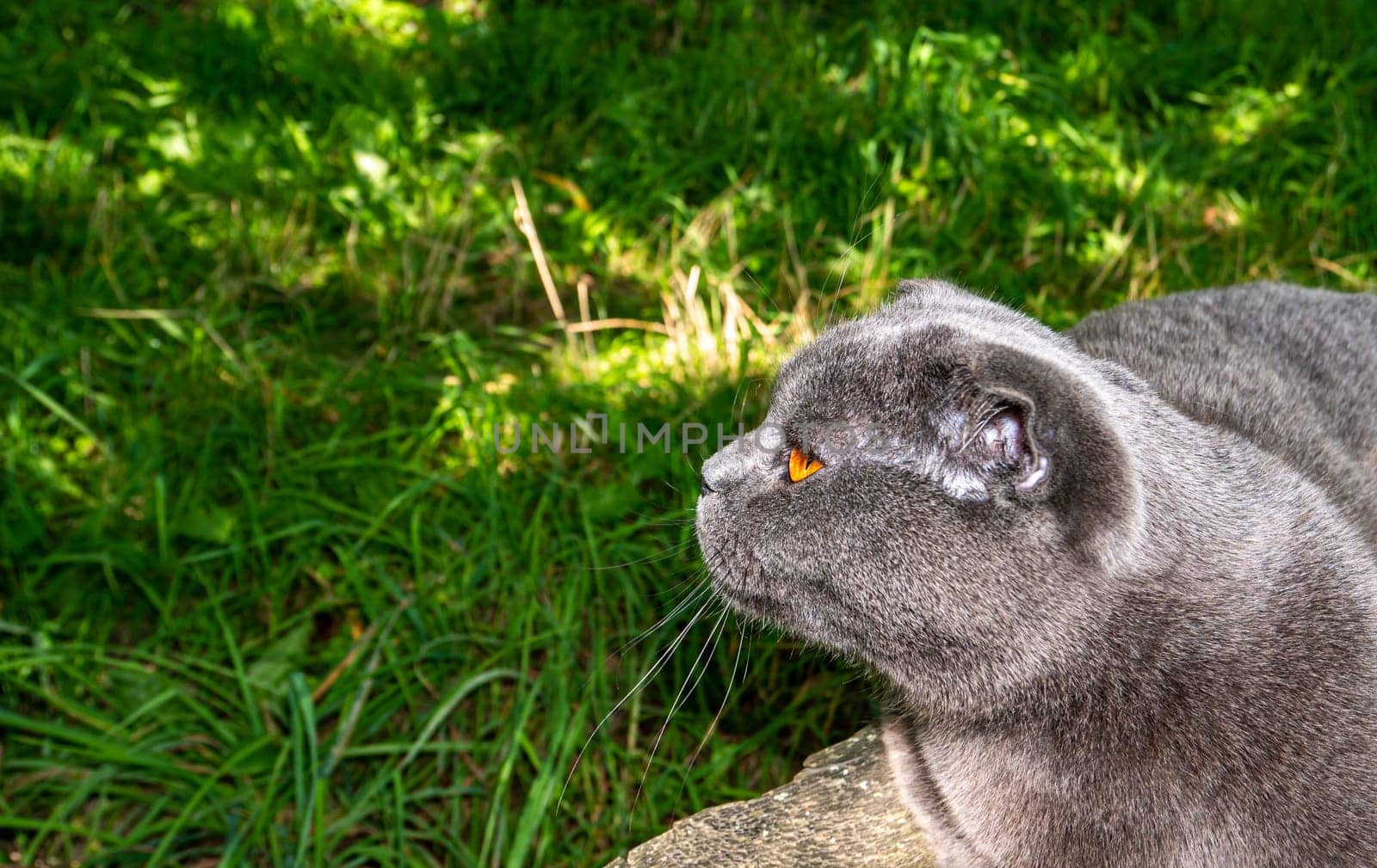 Portrait of a Scottish Fold cat with orange eyes. Gray Scottish Fold. British cat breed. Kitten with brown eyes. Pets. Predators of the kitten family. Pets on the street. Background image.