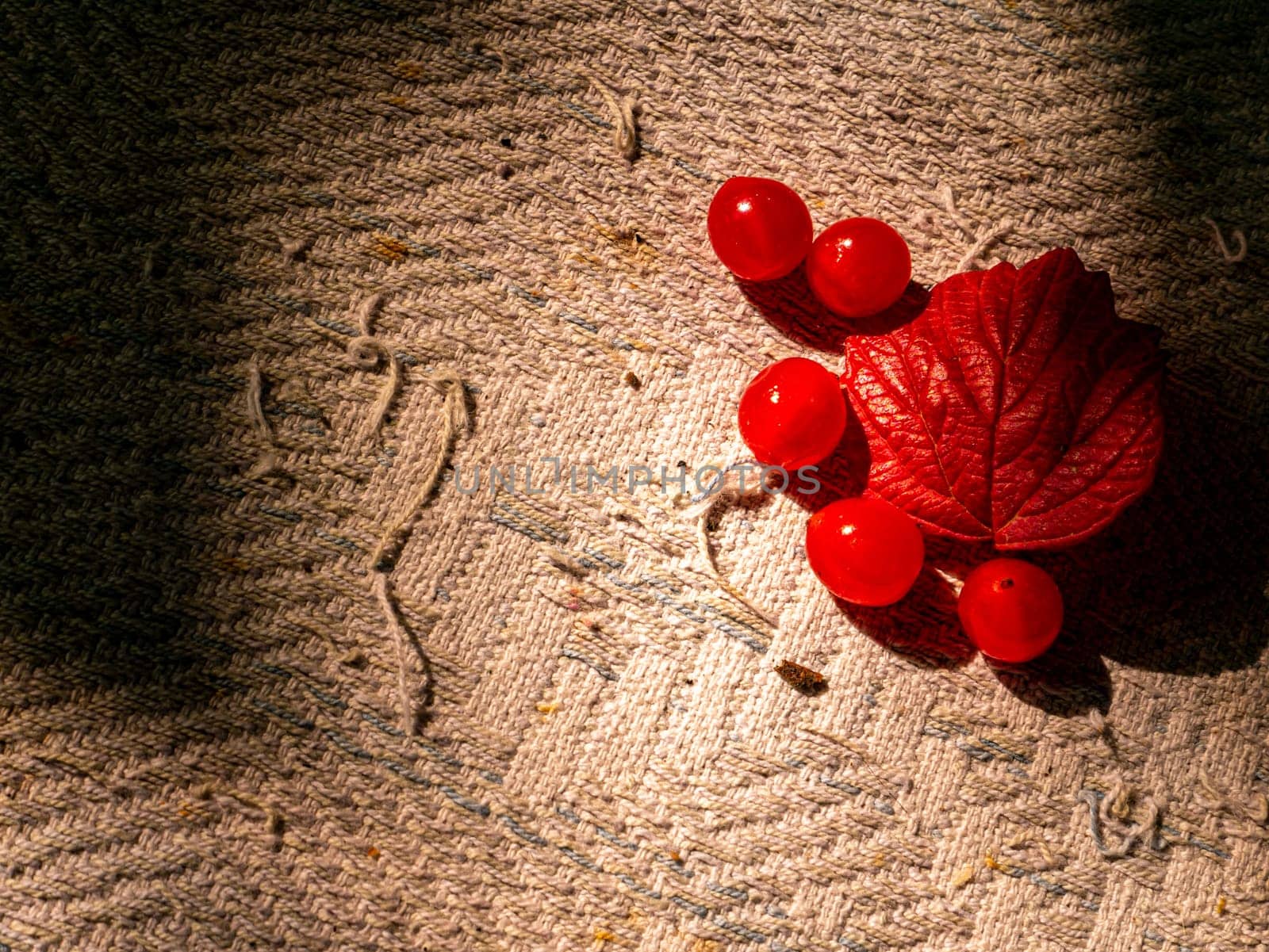 Autumn harvest of red viburnum on the table. Harvest the fruits of the red viburnum. Red autumn foliage. Sunlight. Ethnoscience. Autumn season. Background image. Place for text.