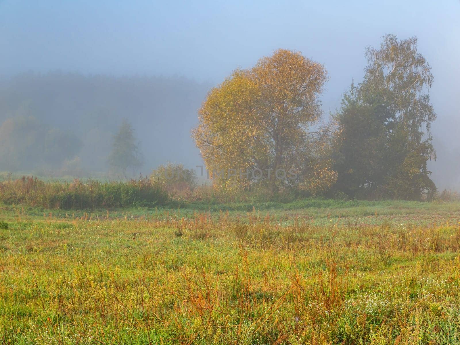 Trees in the meadow in the morning fog. Morning sunrise. Deruvia in the thick fog. Non-flying weather. Conditions of poor visibility. Natural landscape. Weather. Synoptic. Weather forecast.