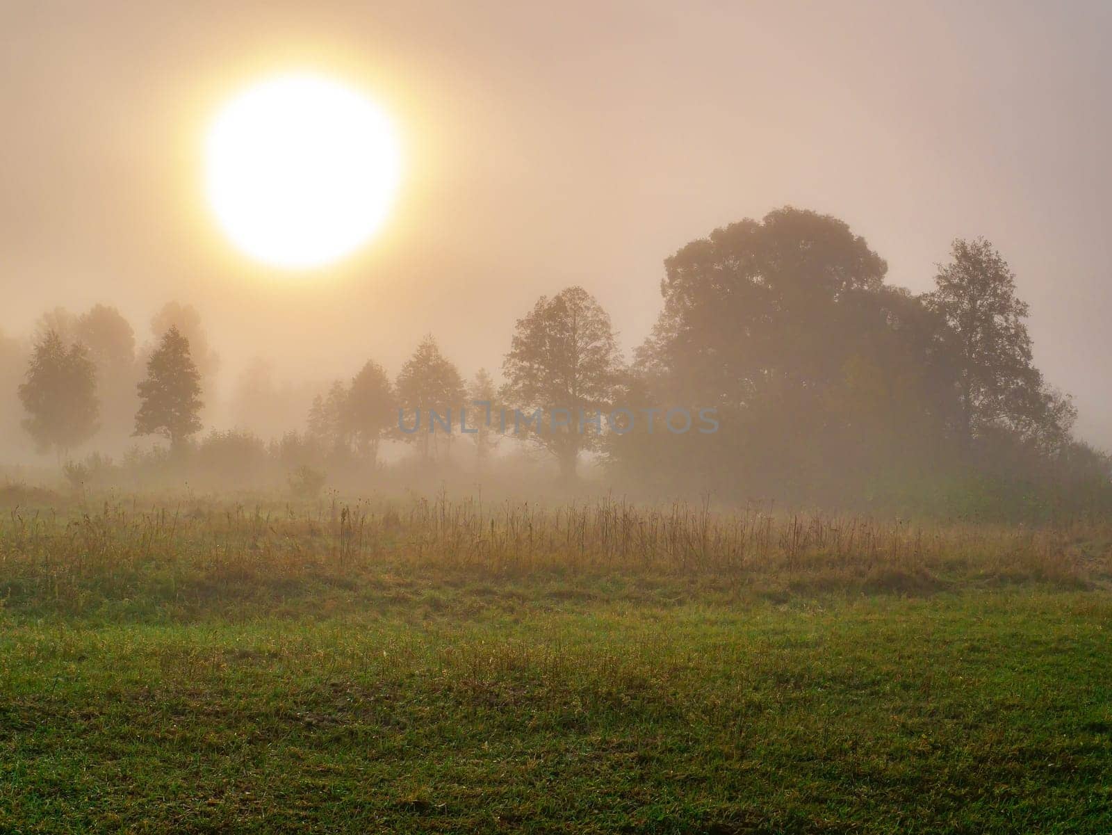 Sunrise over the meadow in the morning fog. Morning sunrise. Deruvia in the thick fog. Non-flying weather. Conditions of poor visibility. Natural landscape. Weather. Synoptic. Weather forecast.