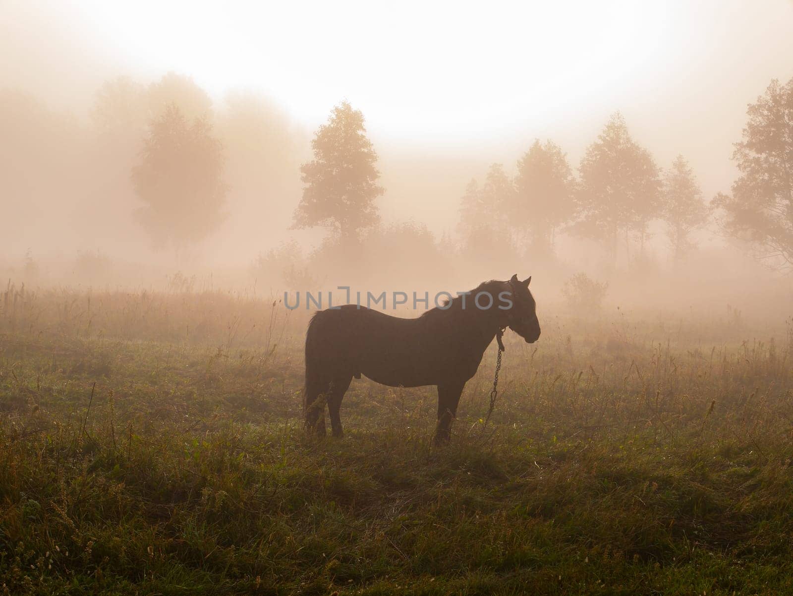 The horse grazes in the meadow in the morning fog. Horse farm. Morning sunrise. Deruvia in the thick fog. Conditions of poor visibility. Natural landscape. Weather. Synoptic. Weather forecast.
