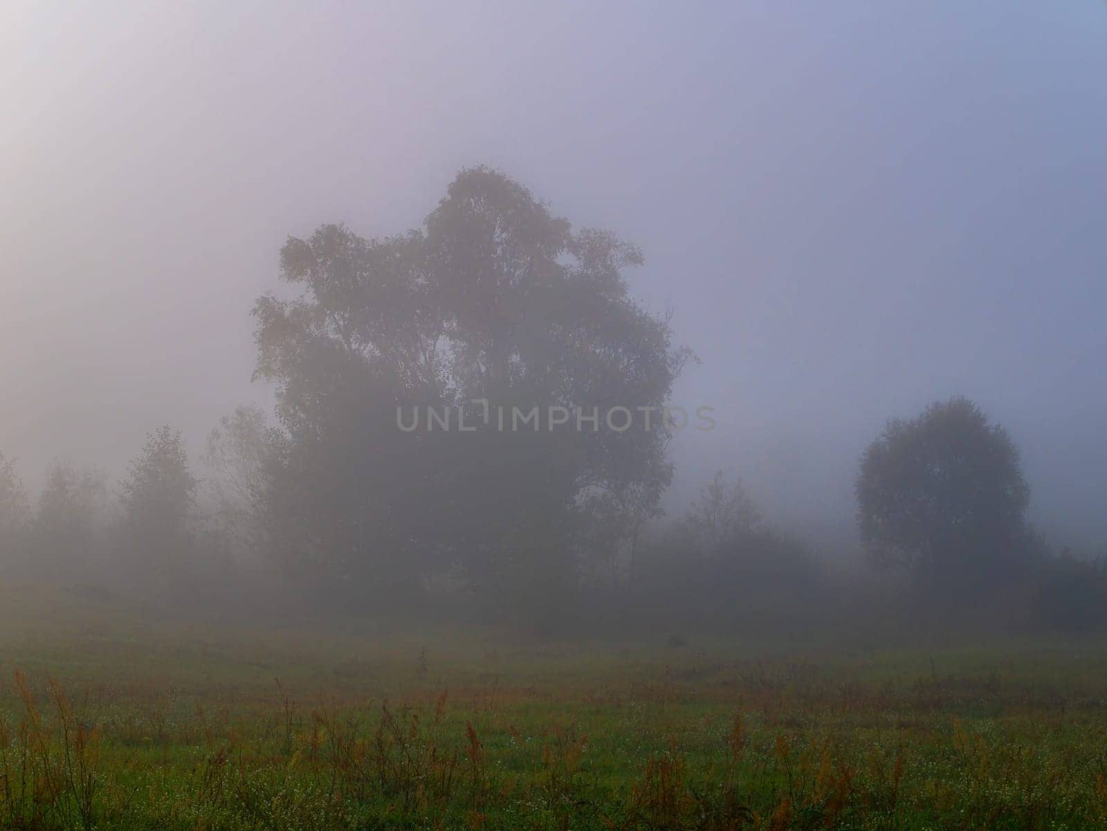 Trees in the meadow in the morning fog. Morning sunrise. Deruvia in the thick fog. Non-flying weather. Conditions of poor visibility. Natural landscape. Weather. Synoptic. Weather forecast.