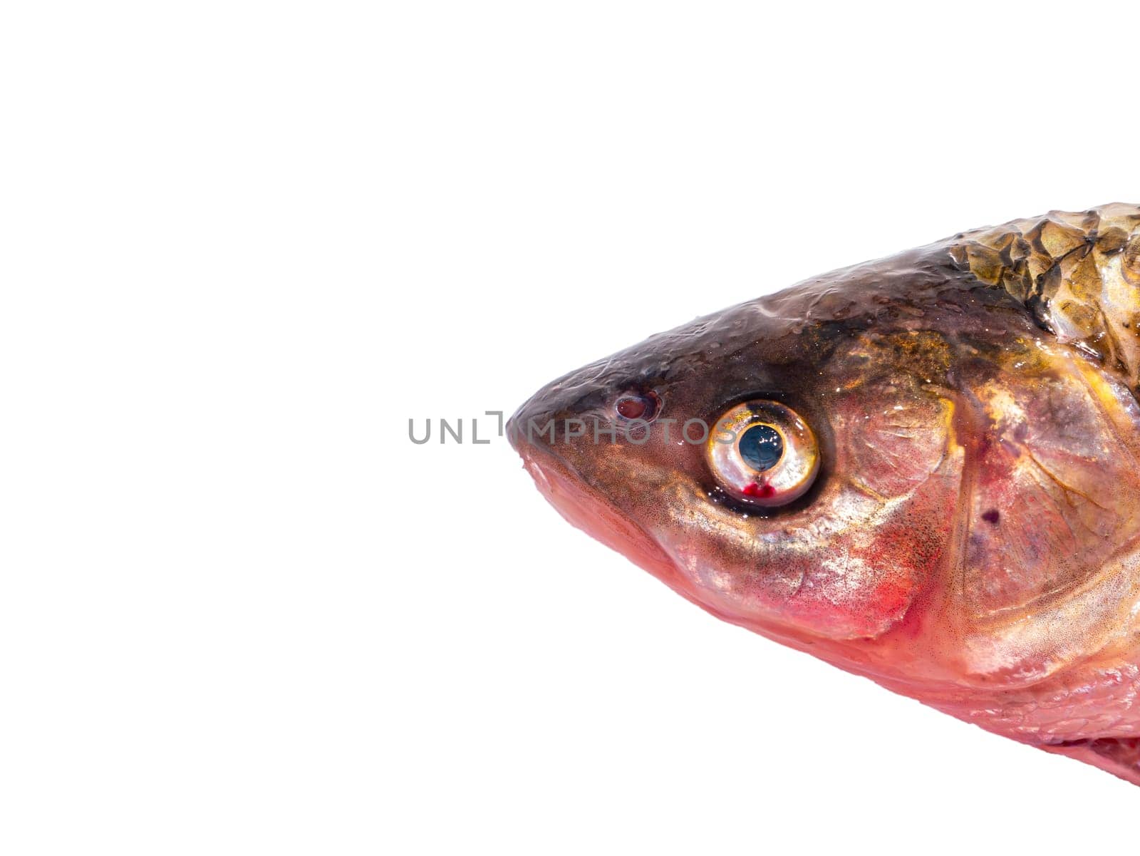 Chub fish head isolated on white background. Fishing catch chub. Freshwater fishing. Fish day. Cooking food. Menu of dishes. Fins. White background. Product. Place for text. Poster.