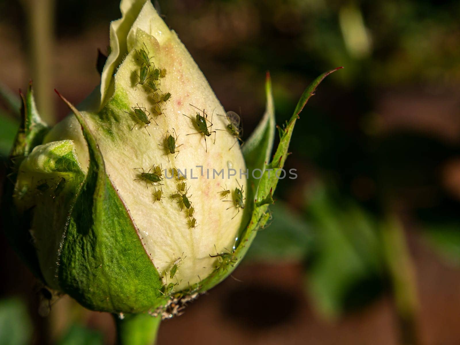 Insect pest green aphid on the petals of a white rose. Green aphid parasite beetle closeup. Insect parasite on a white rose flower bud. Processing of flowers from beetle pests in floriculture.