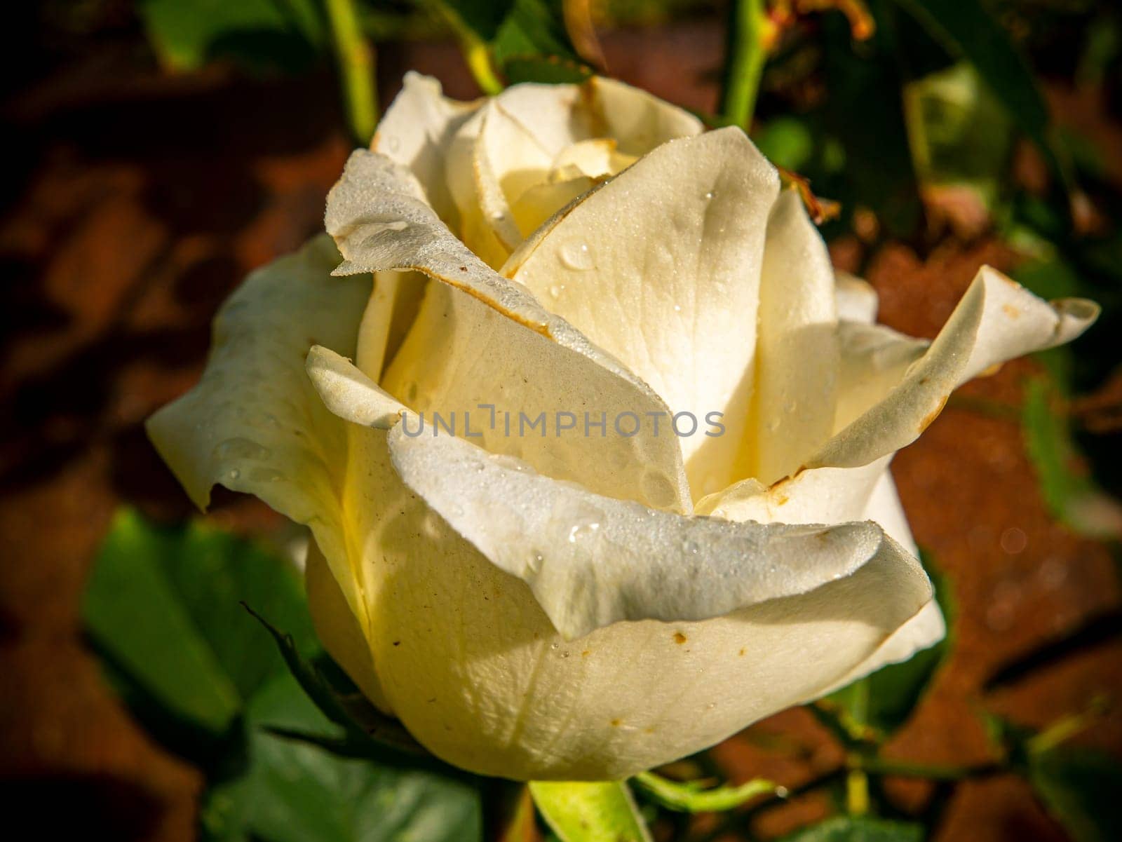 Dew drops on the petals of a white rose flower. Closeup of a blooming white rose with dew drops. Rain on the buds of plants. Closeup of a petal filled with water. Floriculture. Gardening.