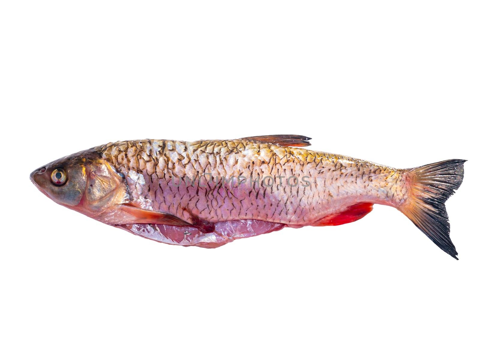 Freshwater fish chub isolated on white background. Fishing catch chub. Freshwater fishing. Fish day. Cooking food. Menu of dishes. Fins. White background. Product. Place for text. Poster.