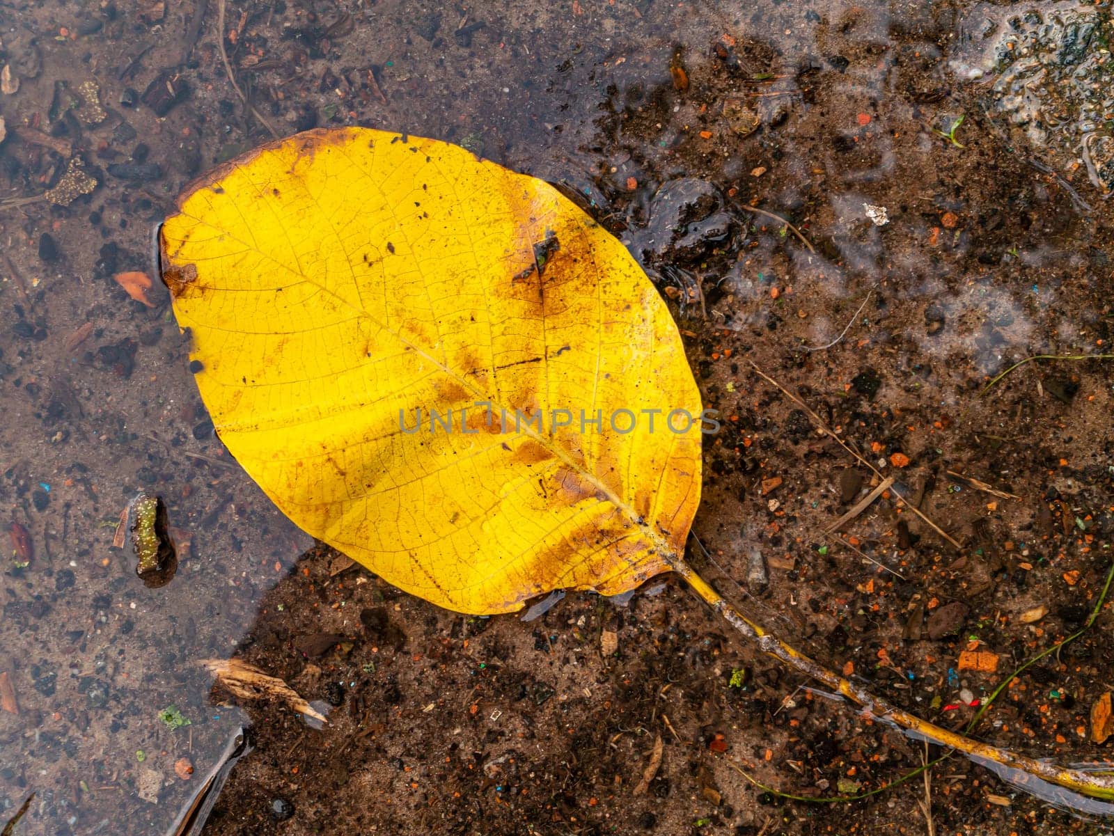 Yellow autumn foliage of trees in a rain puddle. A rainy autumn day. Autumn leaves of trees. Seasons. Background image. Rainy weather. Synoptic weather forecast. Background image. Place for text.