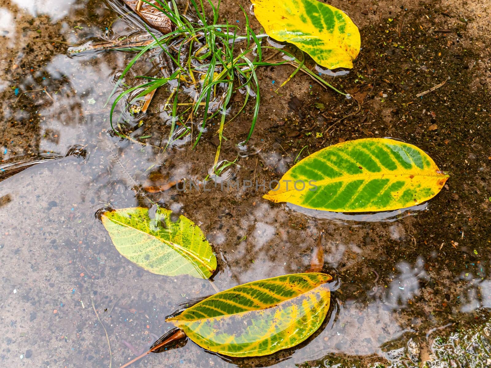 Yellow autumn foliage of trees in a rain puddle. A rainy autumn day. Autumn leaves of trees. Seasons. Background image. Rainy weather. Synoptic weather forecast. Background image. Place for text.