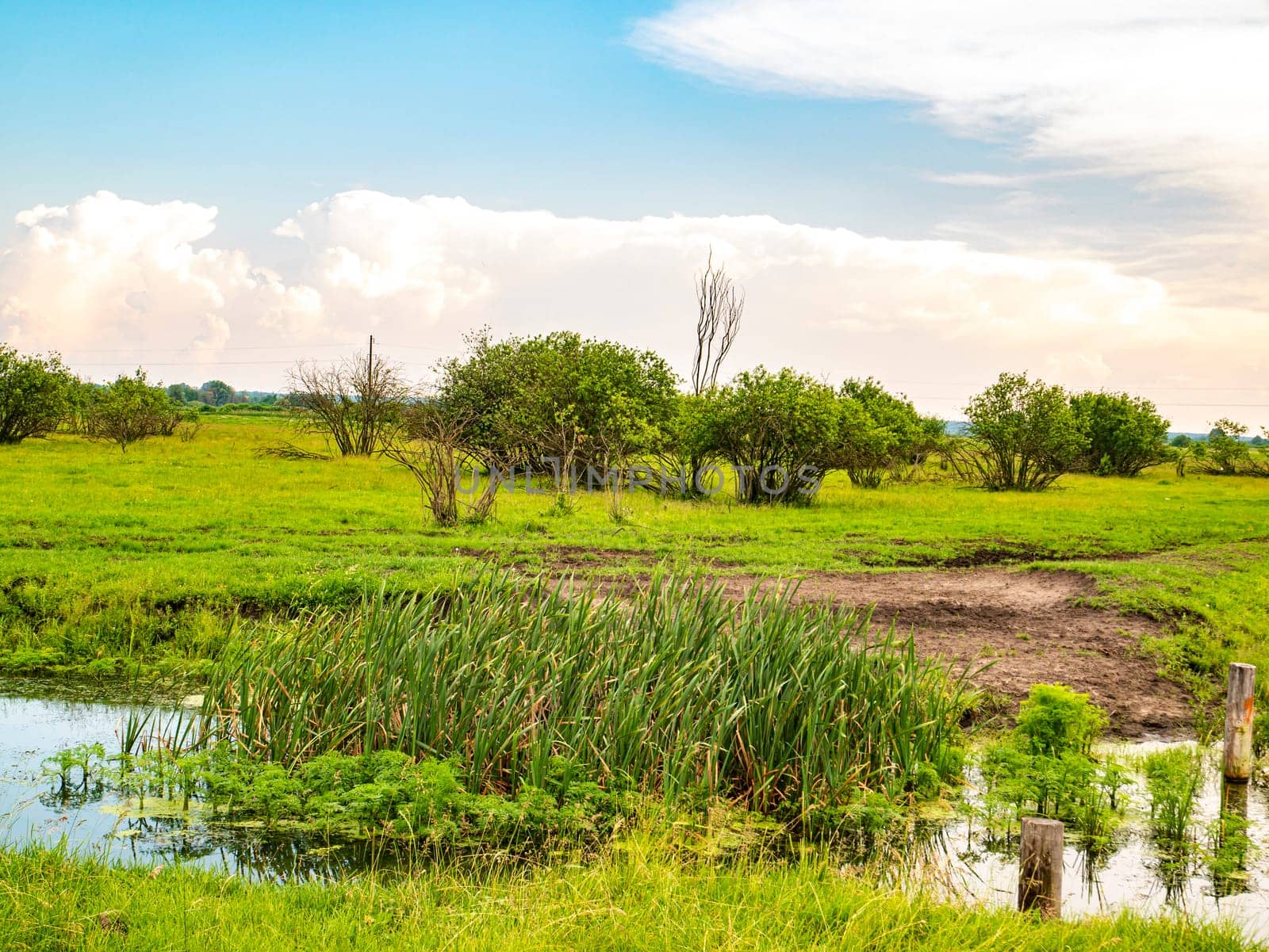 River on a green meadow with a cloudy sky on the horizon. Natural landscape Deciduous trees. Blue sky. Background Admire the view. On open air.