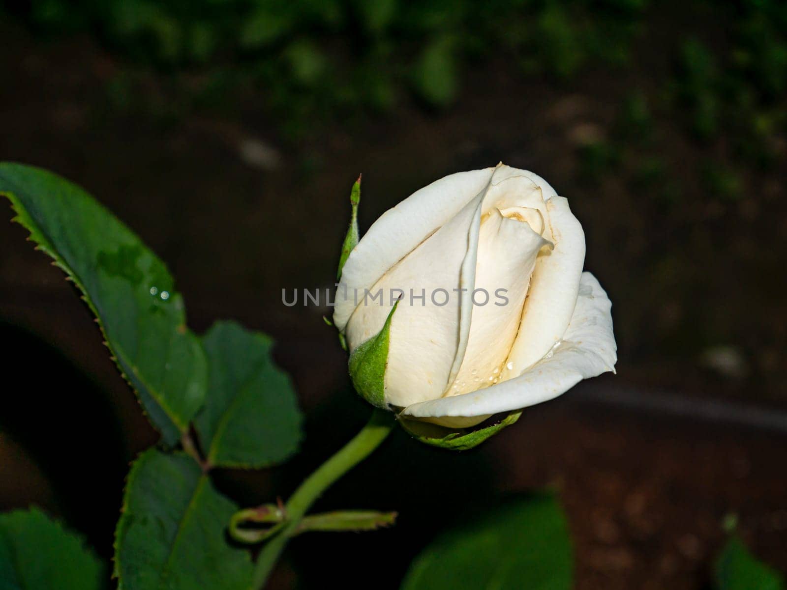 Blooming flower buds of a white garden rose. Gardening. Floriculture. Growing flowers. Festive bouquet of white roses. Congratulate. Valentine's Day. Bridal bouquet. Greeting card. Present.