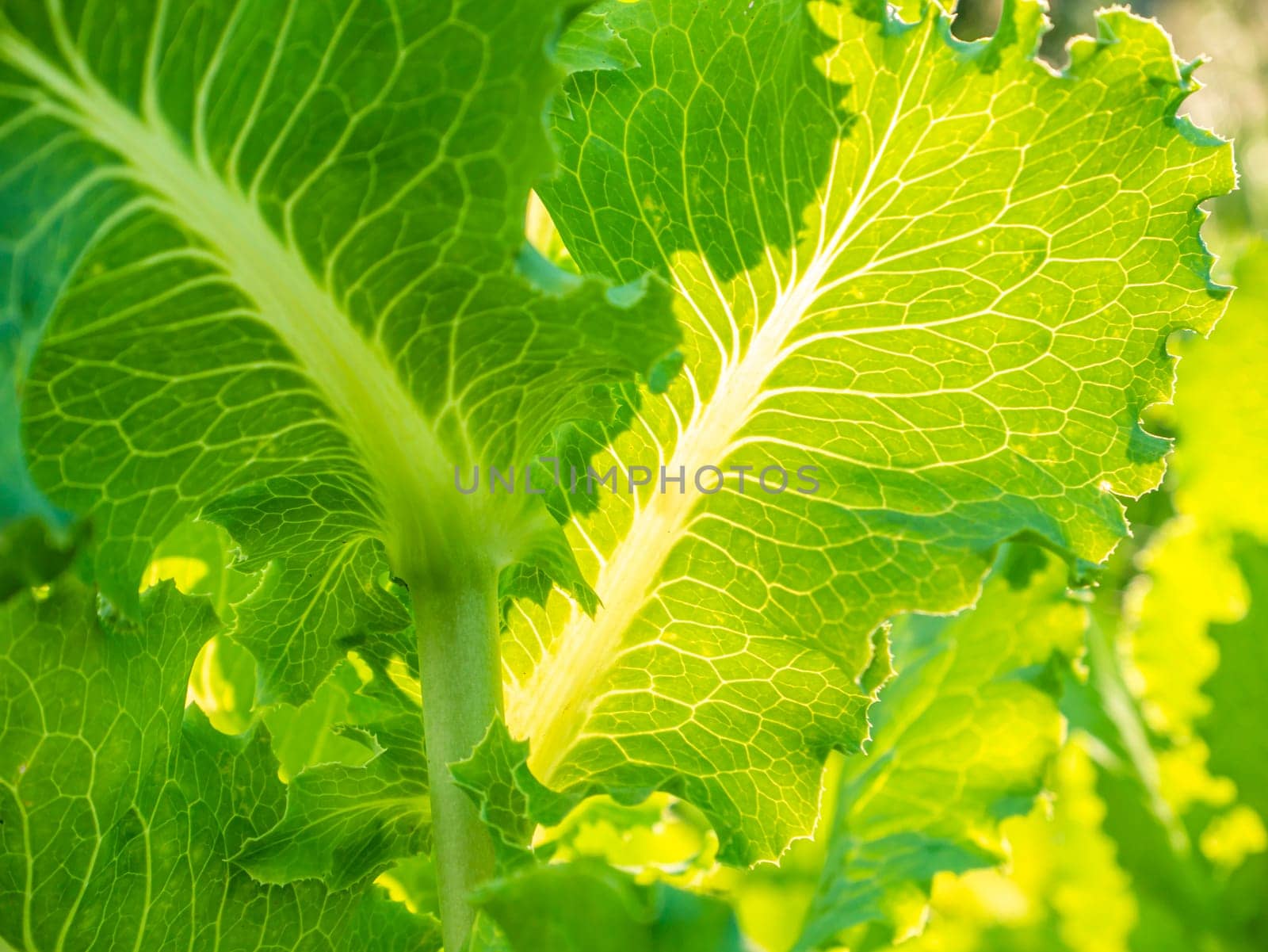 Green leaves of lettuce on a bed of a farm field in the sun. Agricultural crop. Harvesting. Summer day. Vitamin salad. Background image. Template with place for text. Poster.