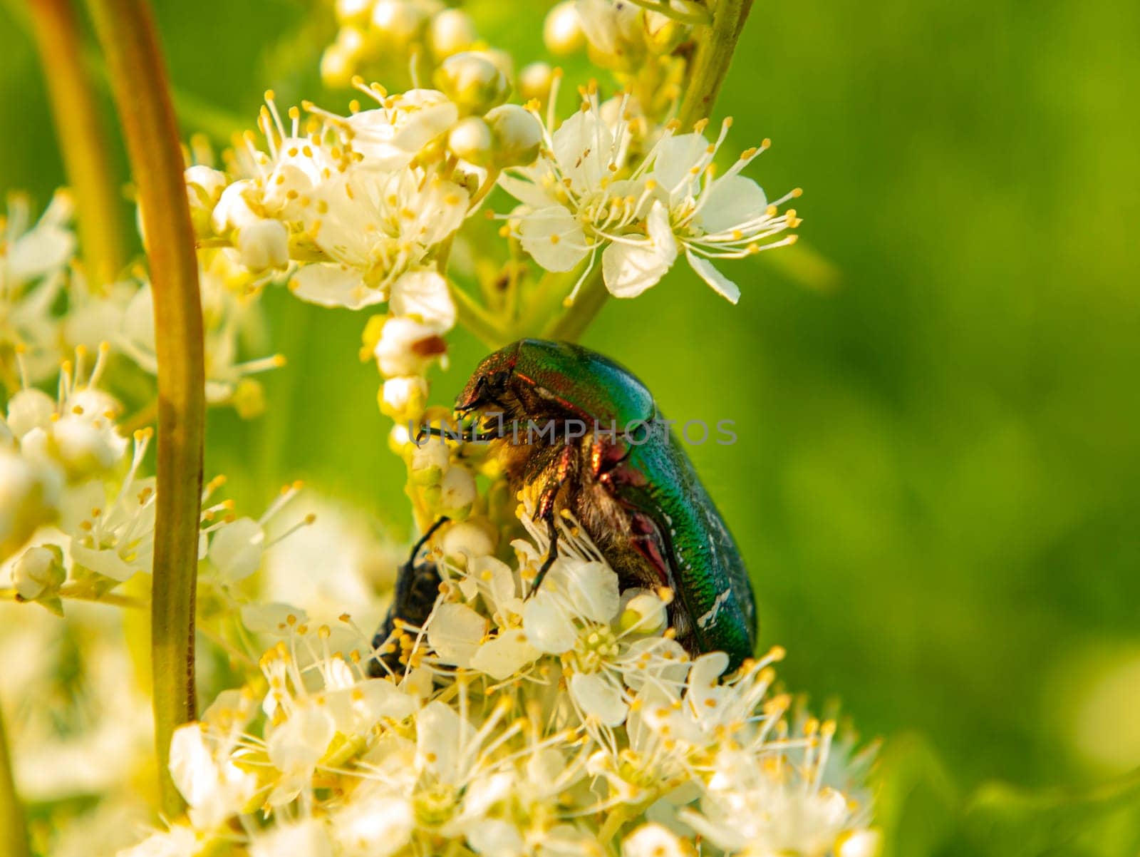 Insect beetle on a flower of a white field plant. Insect. Background image. Admire the view. Nature. Summer day. Natural conditions. Macro photo.