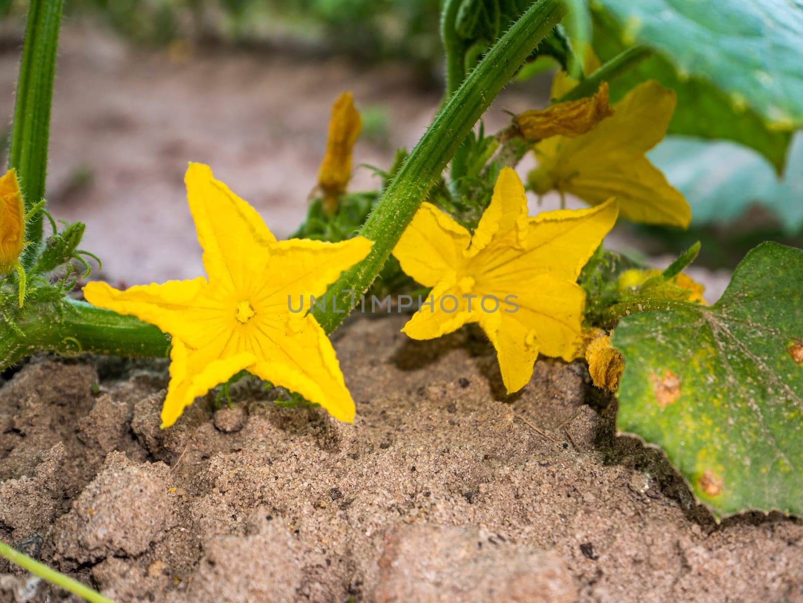 Yellow flowers of a blossoming cucumber on a farm field bed. Agricultural crop. Harvesting. Summer day. Vitamin salad. Background image. Template with place for text. Poster.