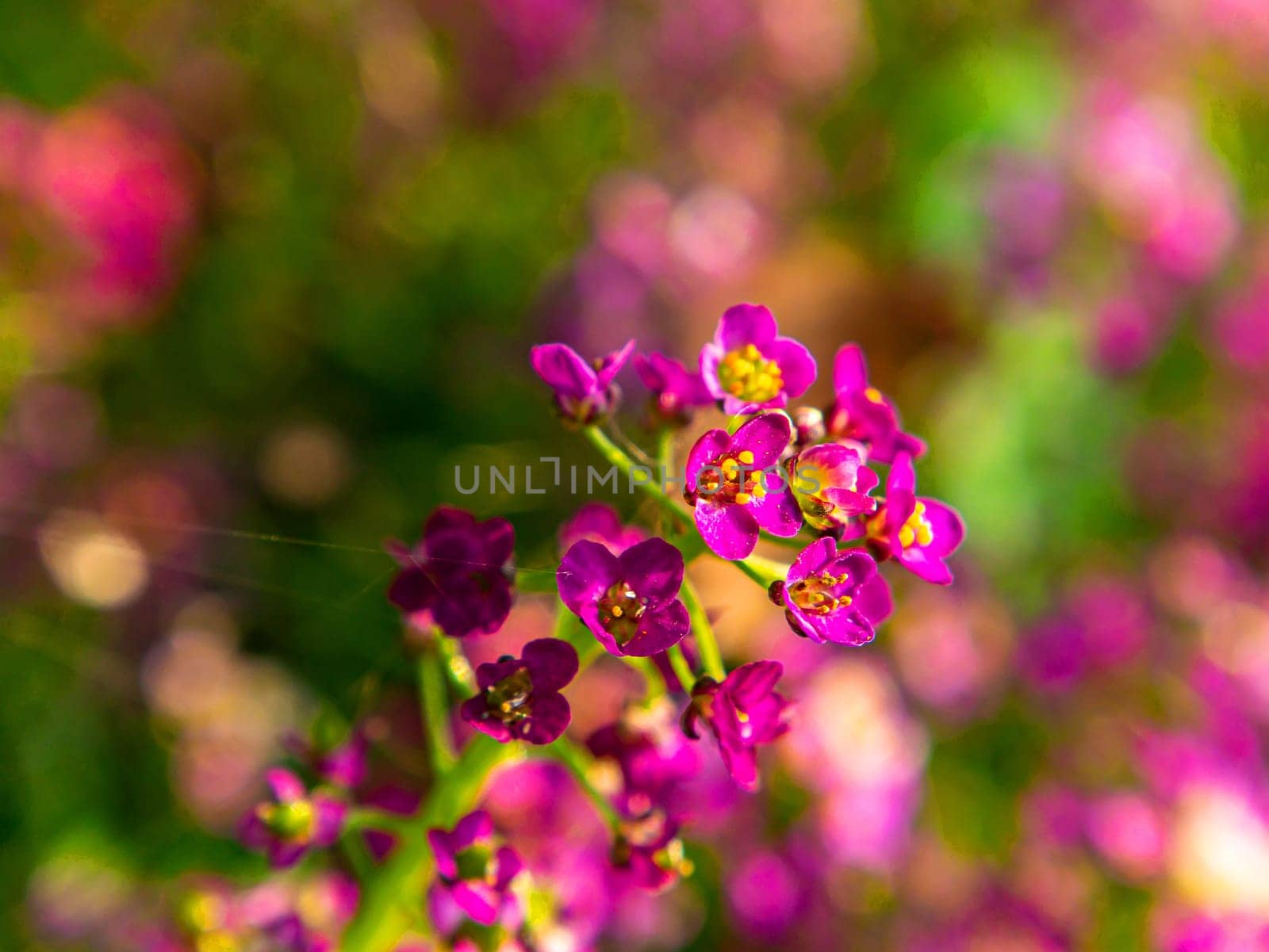 A closeup of small blooming pink garden flowers. Garden floriculture. Summer season. Blooming pink flower. Bouquet. Mothers Day. Birthday. Congratulate with celebration. Day of Remembrance.