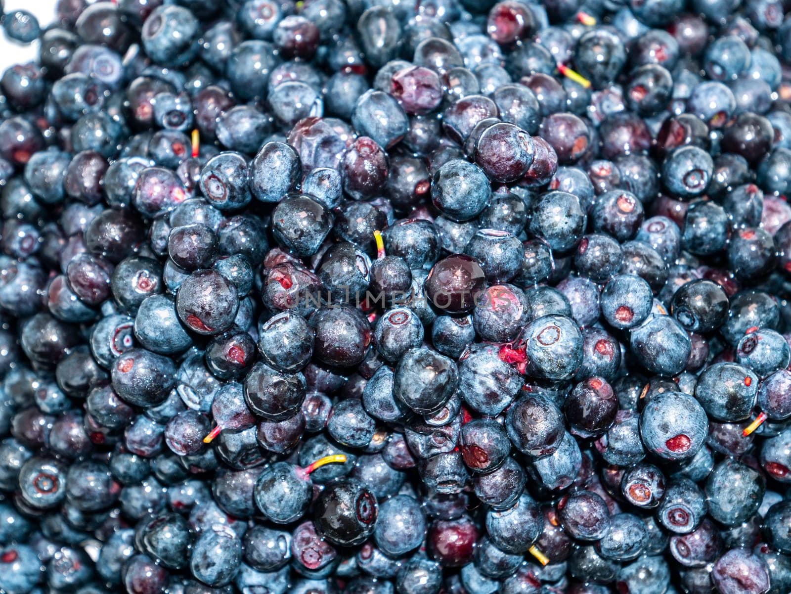 Fruits of berries of forest blueberries on a white background. Harvesting. Food photo. Place for text. Template. Poster. Background image. Shop window. Advertising. Vitamins