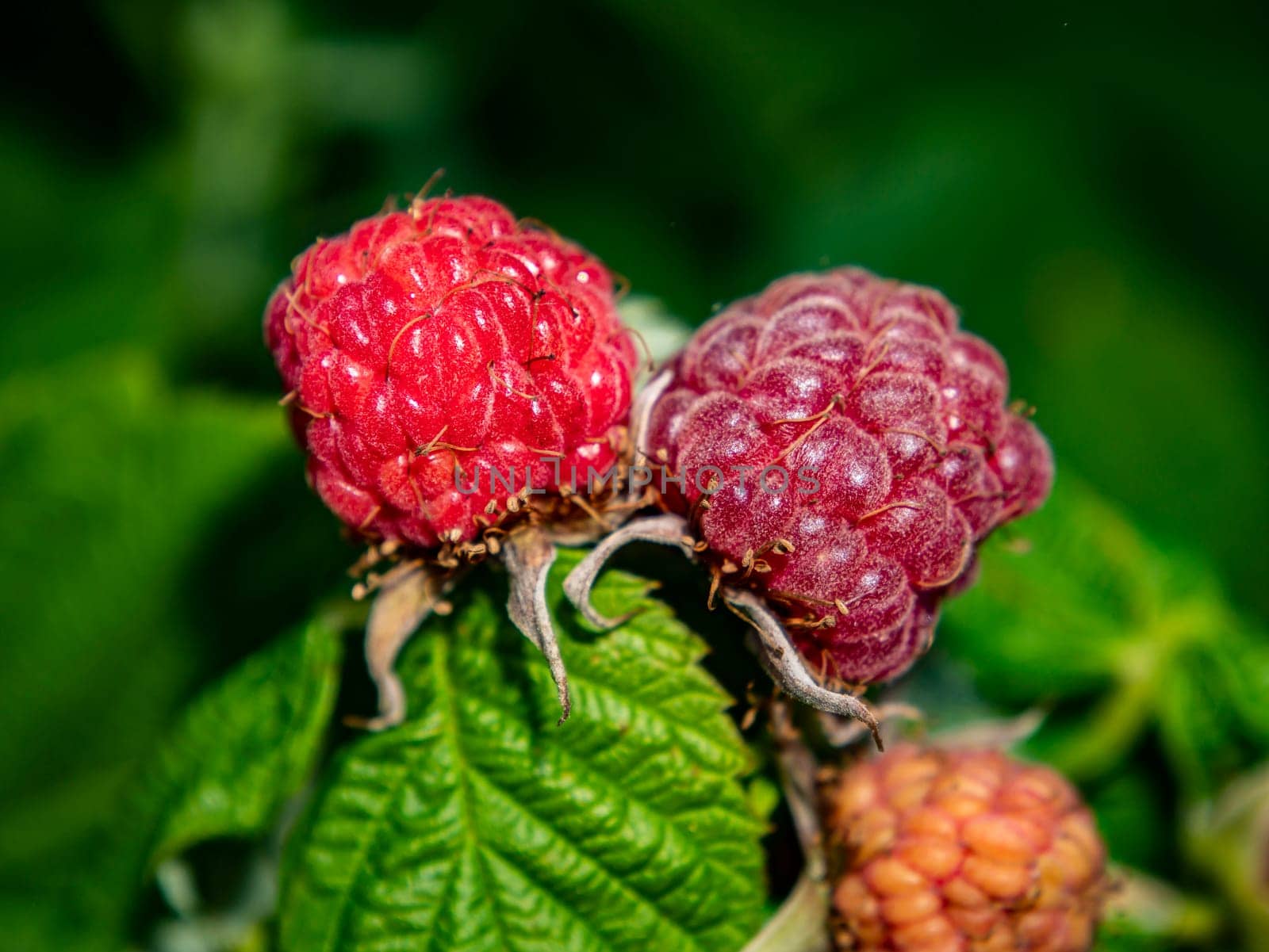 Ripe berry of red raspberries on a background of green leaves. Food photo. Fruits. Harvesting. Agriculture. Farming. Shop window. Poster. Place for text. Template. Background image.