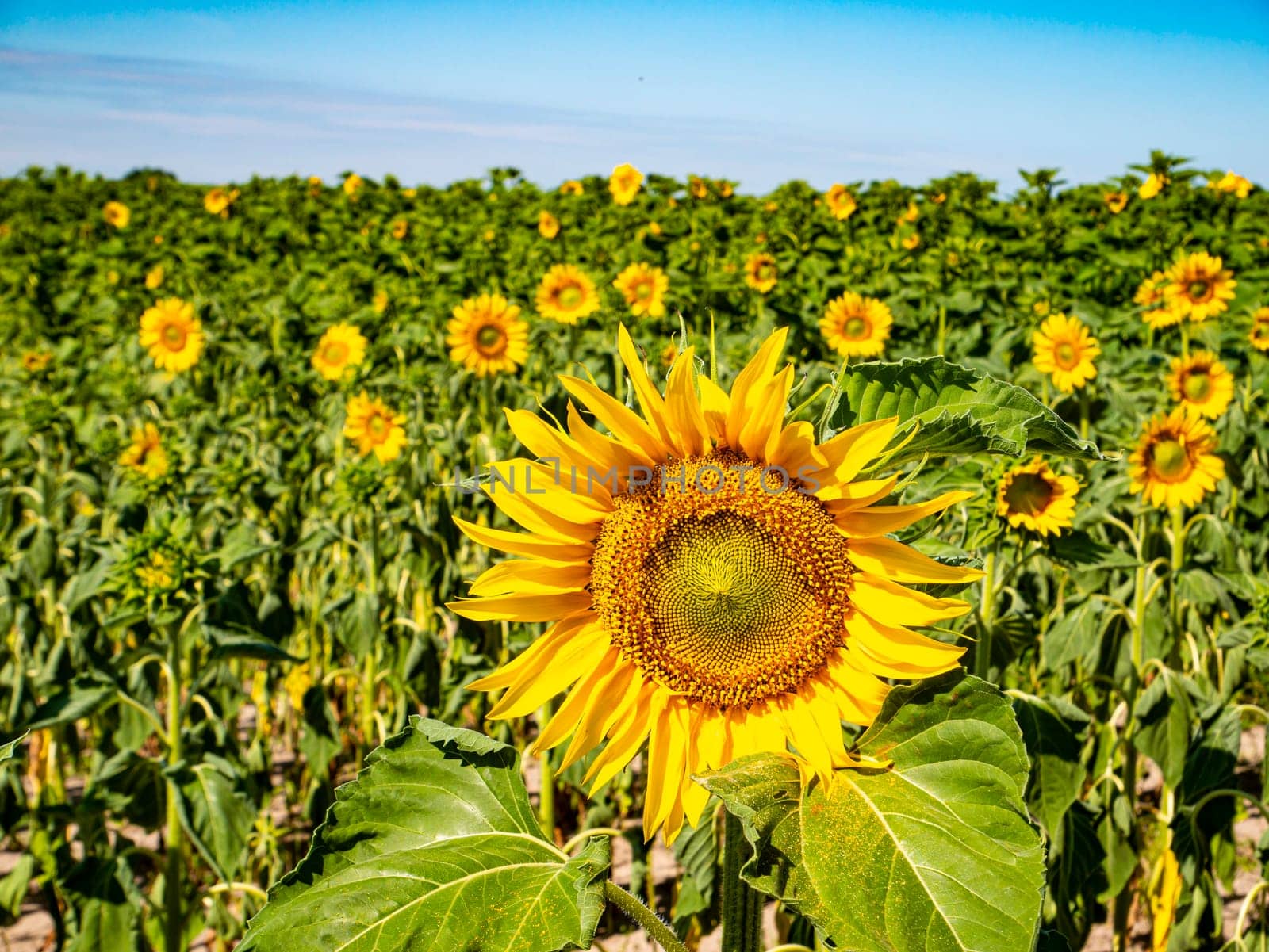 Blooming field of sunflowers against the blue sky. Farm field. Agriculture. Advertising photo. Sunlight. Windy weather. Outdoors. Summer season. Admire the view.