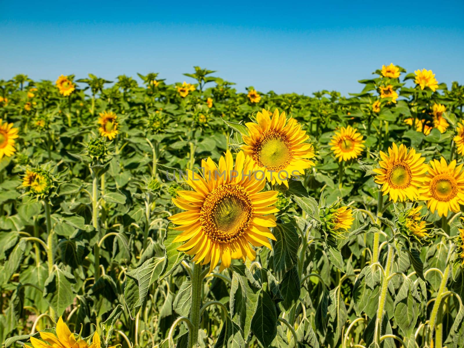 Blooming field of sunflowers against the blue sky. Farm field. Agriculture. Advertising photo. Sunlight. Windy weather. Outdoors. Summer season. Admire the view.