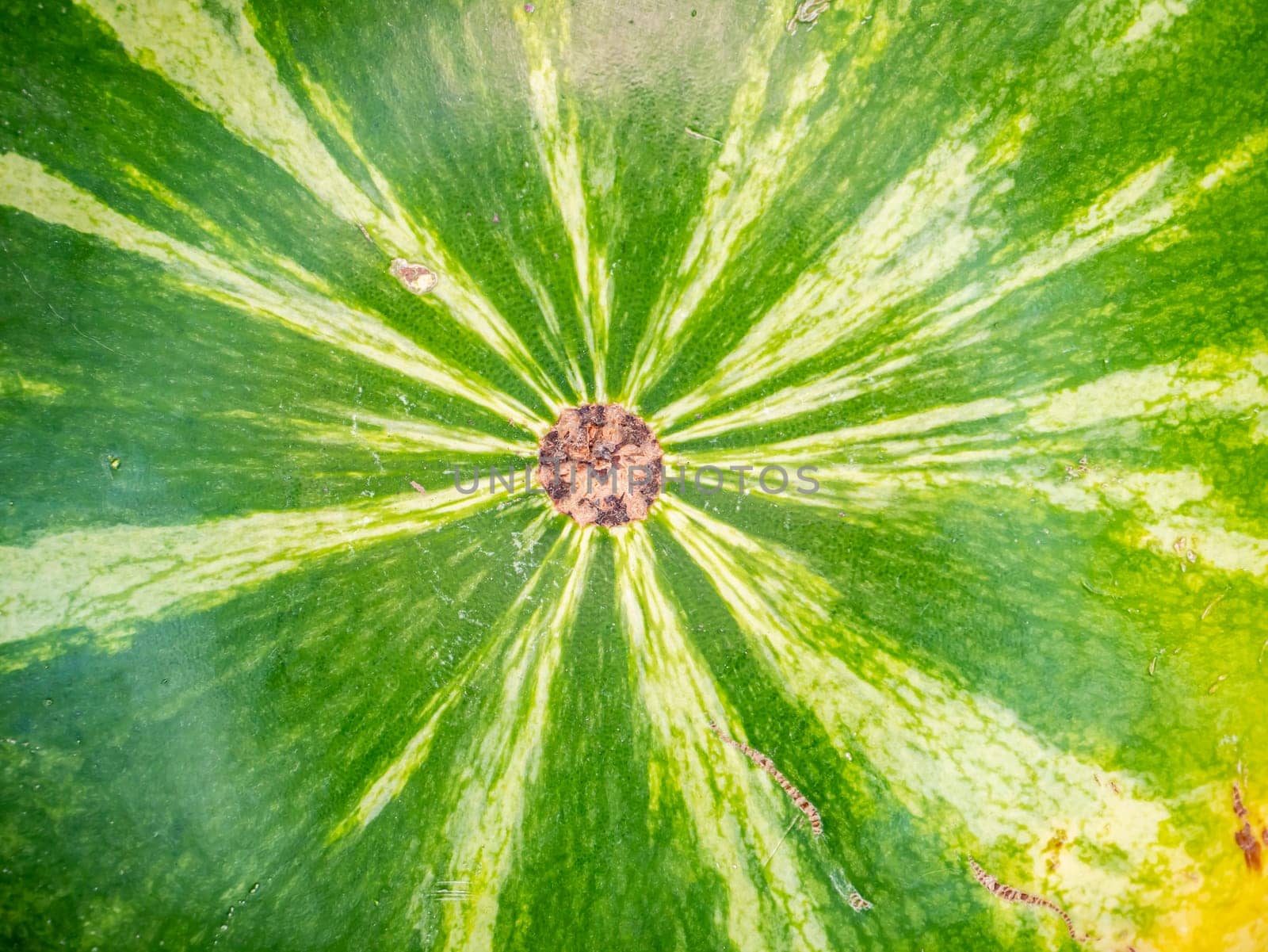 The surface texture of a green striped watermelon. Berry. Food photo. Place for your text. Harvest of watermelons. Background image. Poster. Advertising photo of a shop window. Summer season.