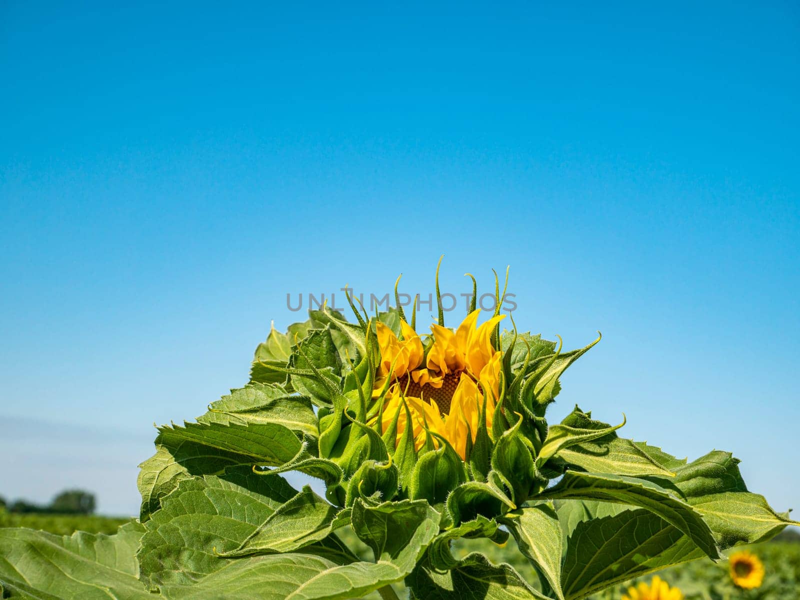 Blooming field of sunflowers against the blue sky. Farm field. Agriculture. Advertising photo. Sunlight. Windy weather. Outdoors. Summer season. Admire the view.