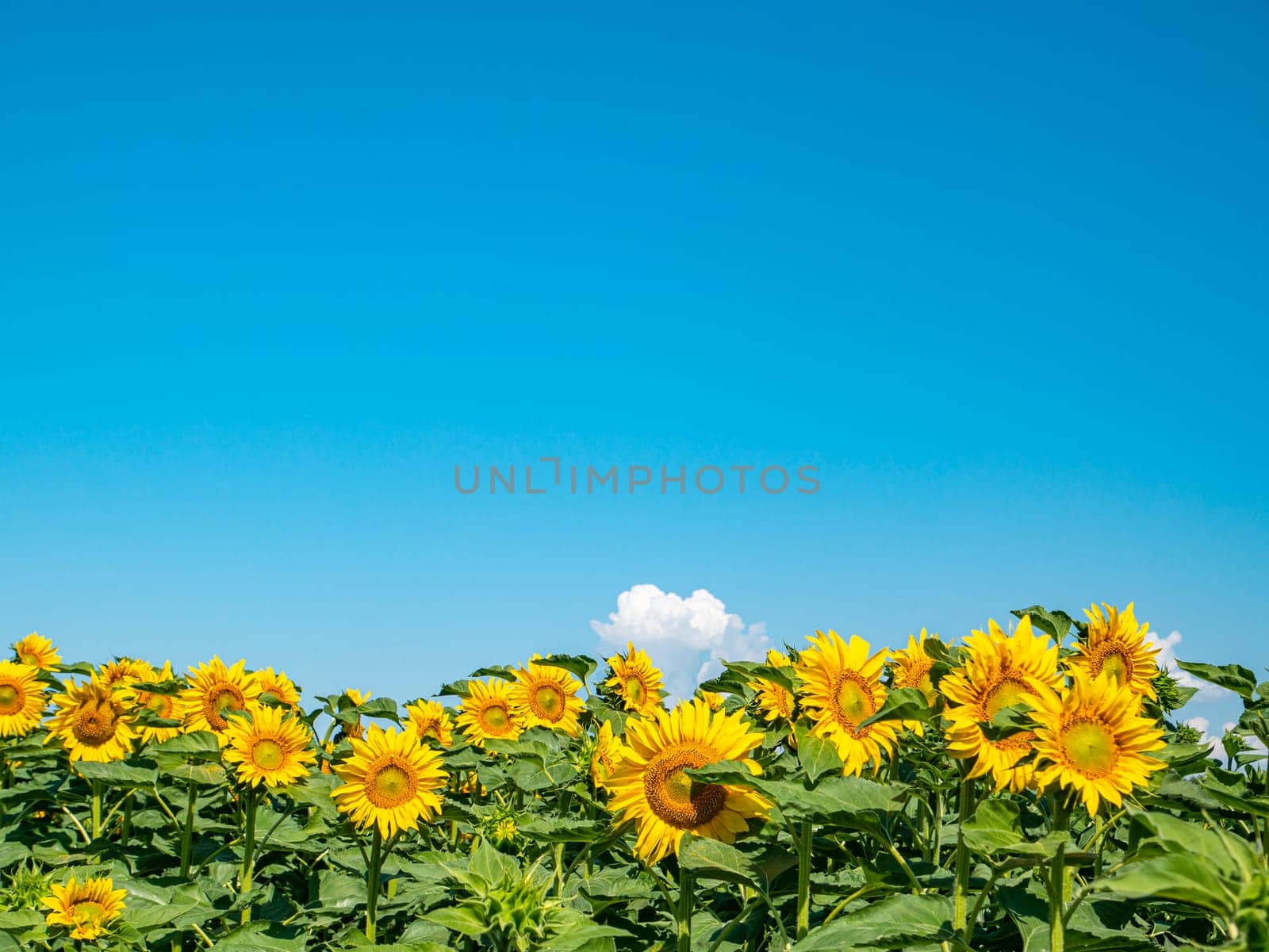 Blooming field of sunflowers against the blue sky. Farm field. Agriculture. Advertising photo. Sunlight. Windy weather. Outdoors. Summer season. Admire the view.