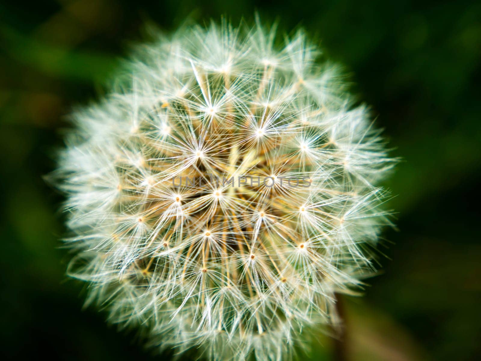 White fluff of dandelion flower on a black background. Wildflowers. Macro photo. Flowerbed. Background image. Place for text. Template. Place of rela. Showcase flower shop. Poster. Greeting card.