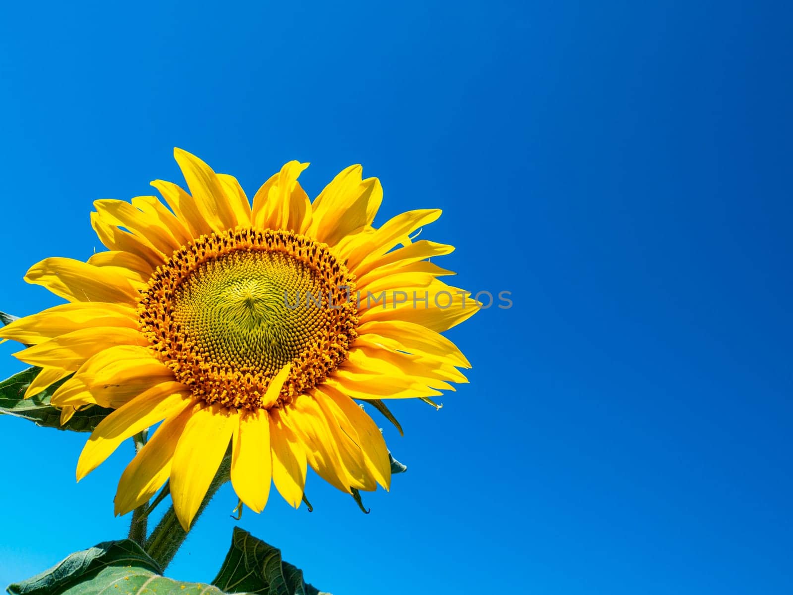 Blooming field of sunflowers against the blue sky. Farm field. Agriculture. Advertising photo. Sunlight. Windy weather. Outdoors. Summer season. Admire the view.