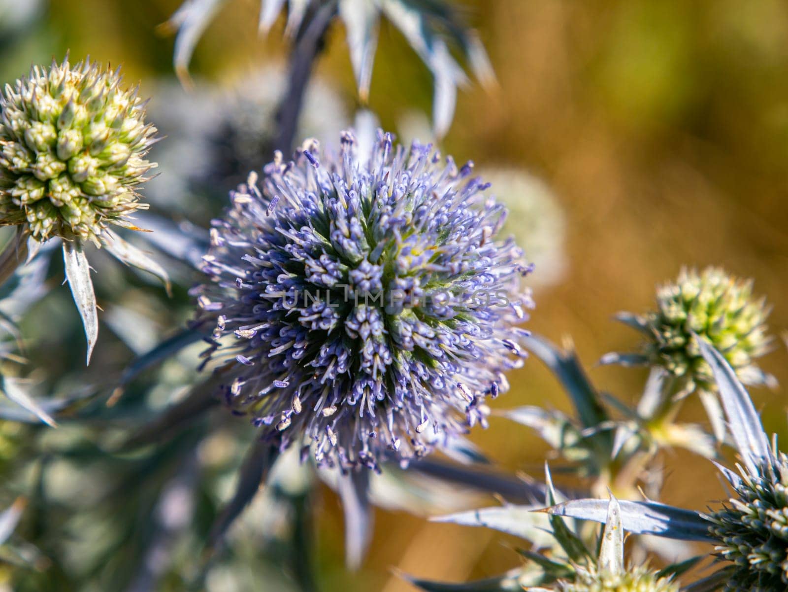 Macro photo of a blue thorny field plant. Background image. Place for your text. Advertising photo. Poster. Template. Ethnoscience. Nature.