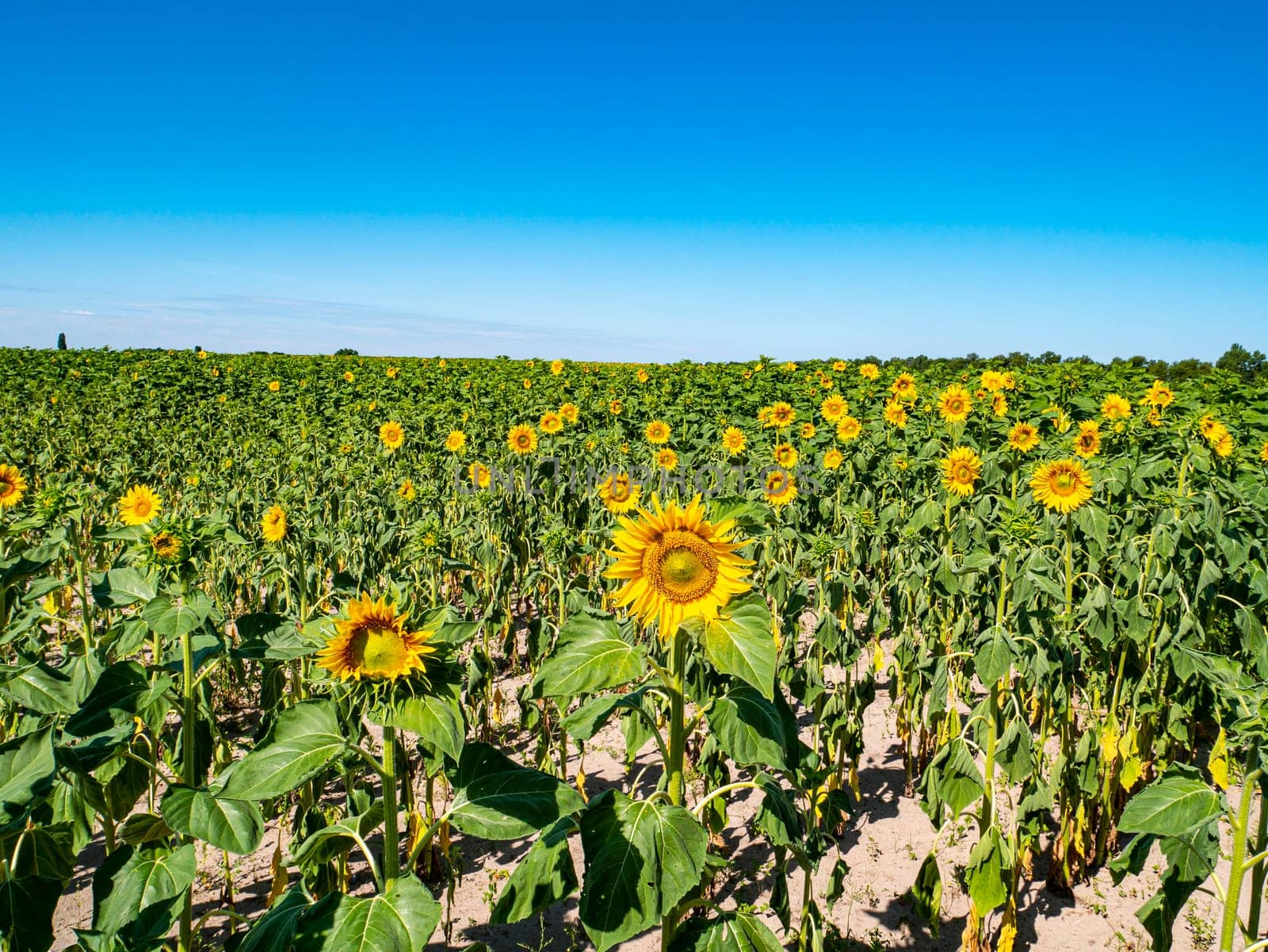 Blooming field of sunflowers against the blue sky. Farm field. Agriculture. Advertising photo. Sunlight. Windy weather. Outdoors. Summer season. Admire the view.