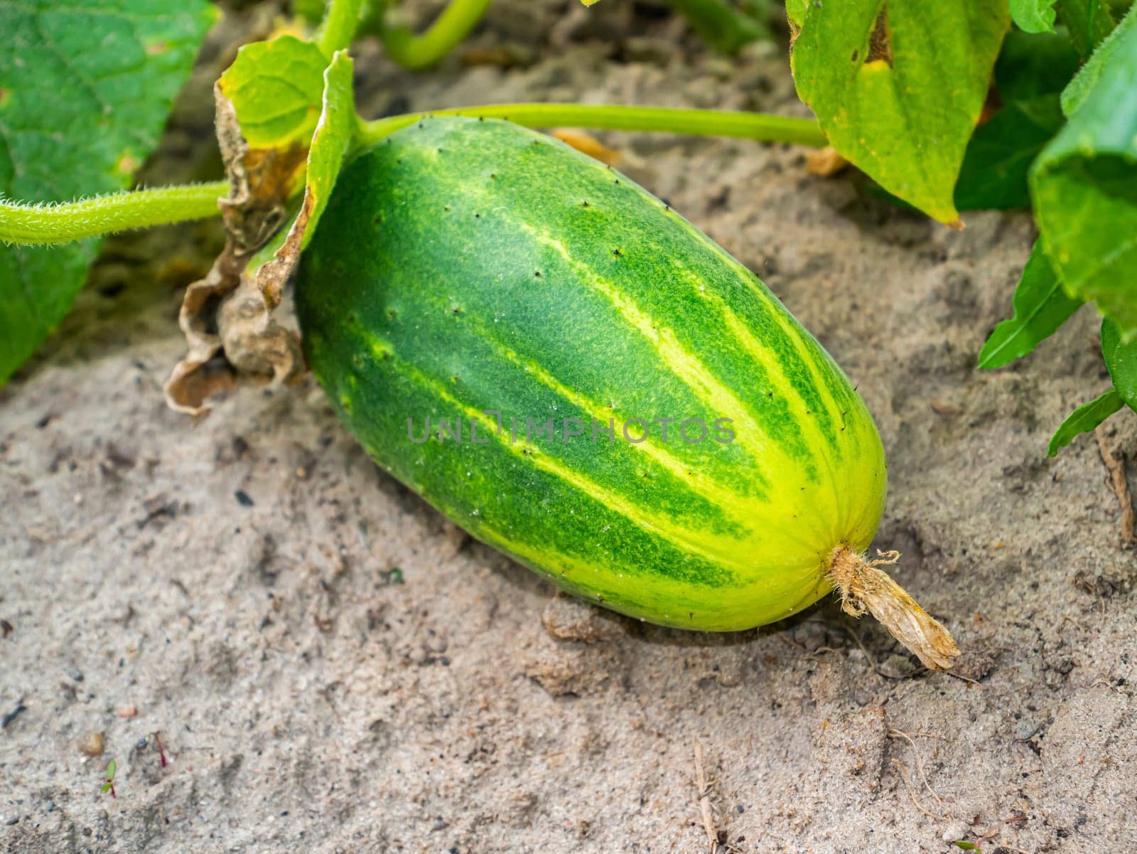 Harvest vegetables cucumber in the garden bed of the farmer's field. Agriculture. Agriculture. Advertising of a shop window of a grocery store. Place for your text. Poster. Food photo. Harvesting.